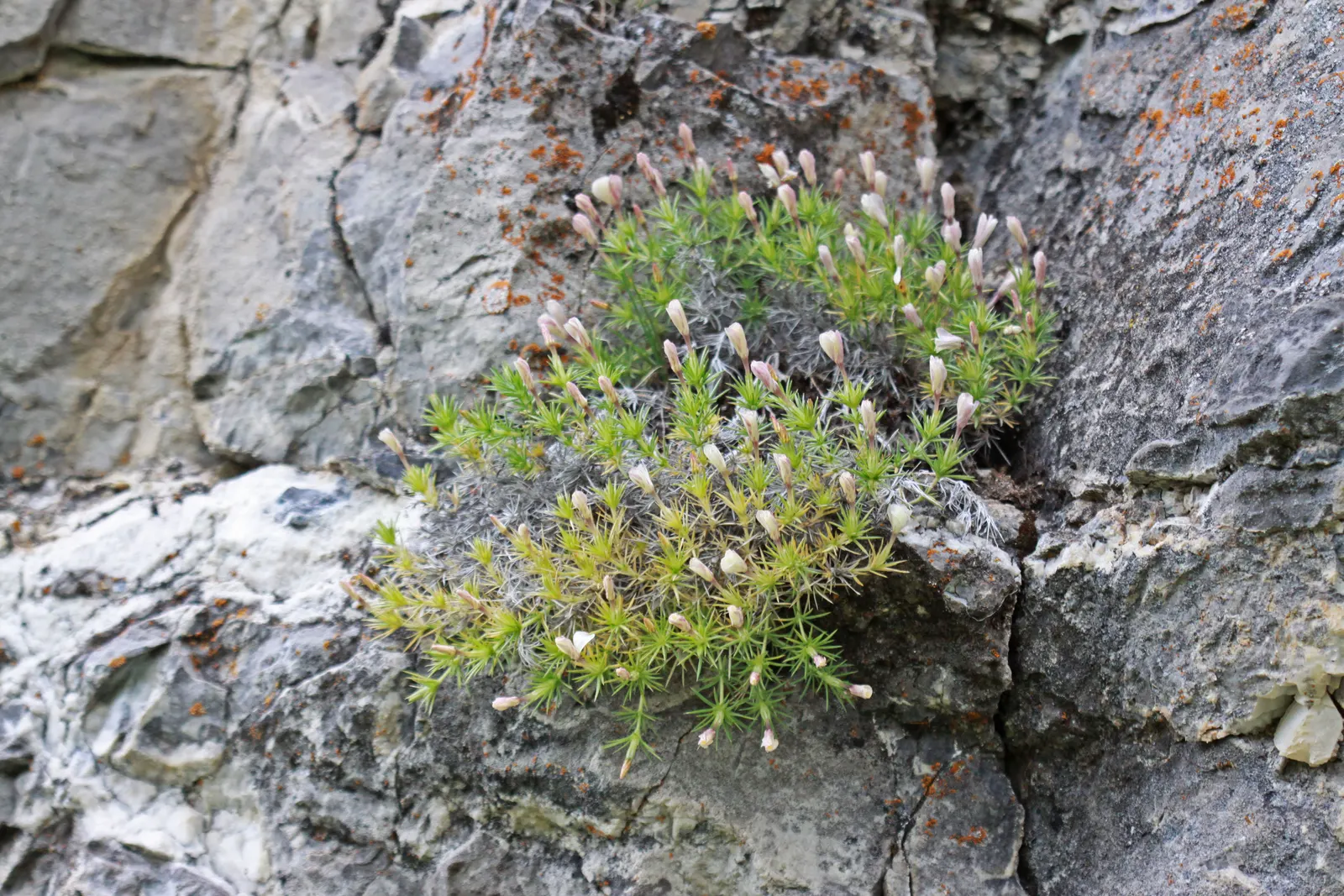 Prickly Phlox (Linanthus Californicus) — adding a splash of color to xeric landscapes
