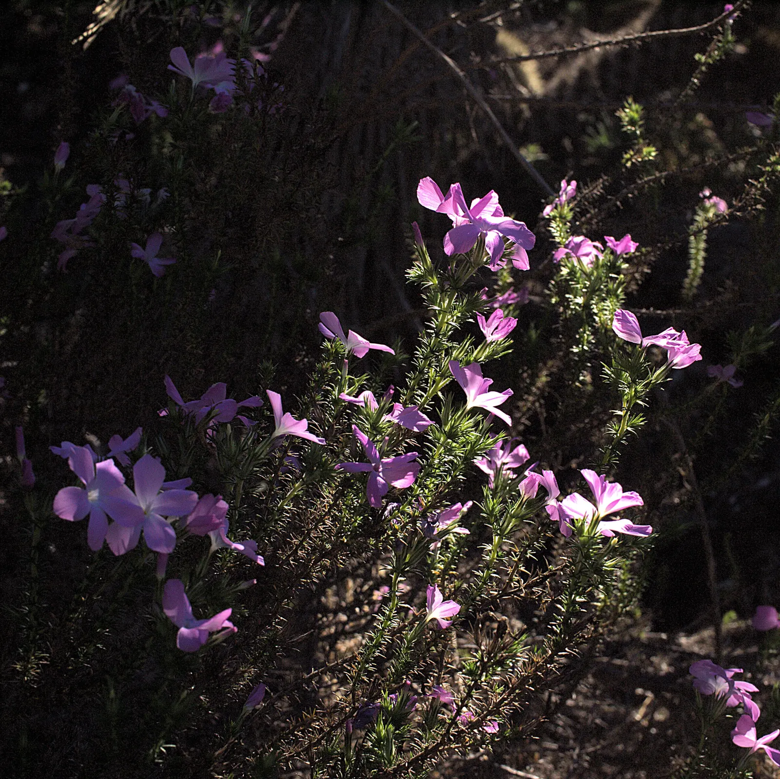 Prickly Phlox (Linanthus Californicus) — which facilitates its vibrant blooming display