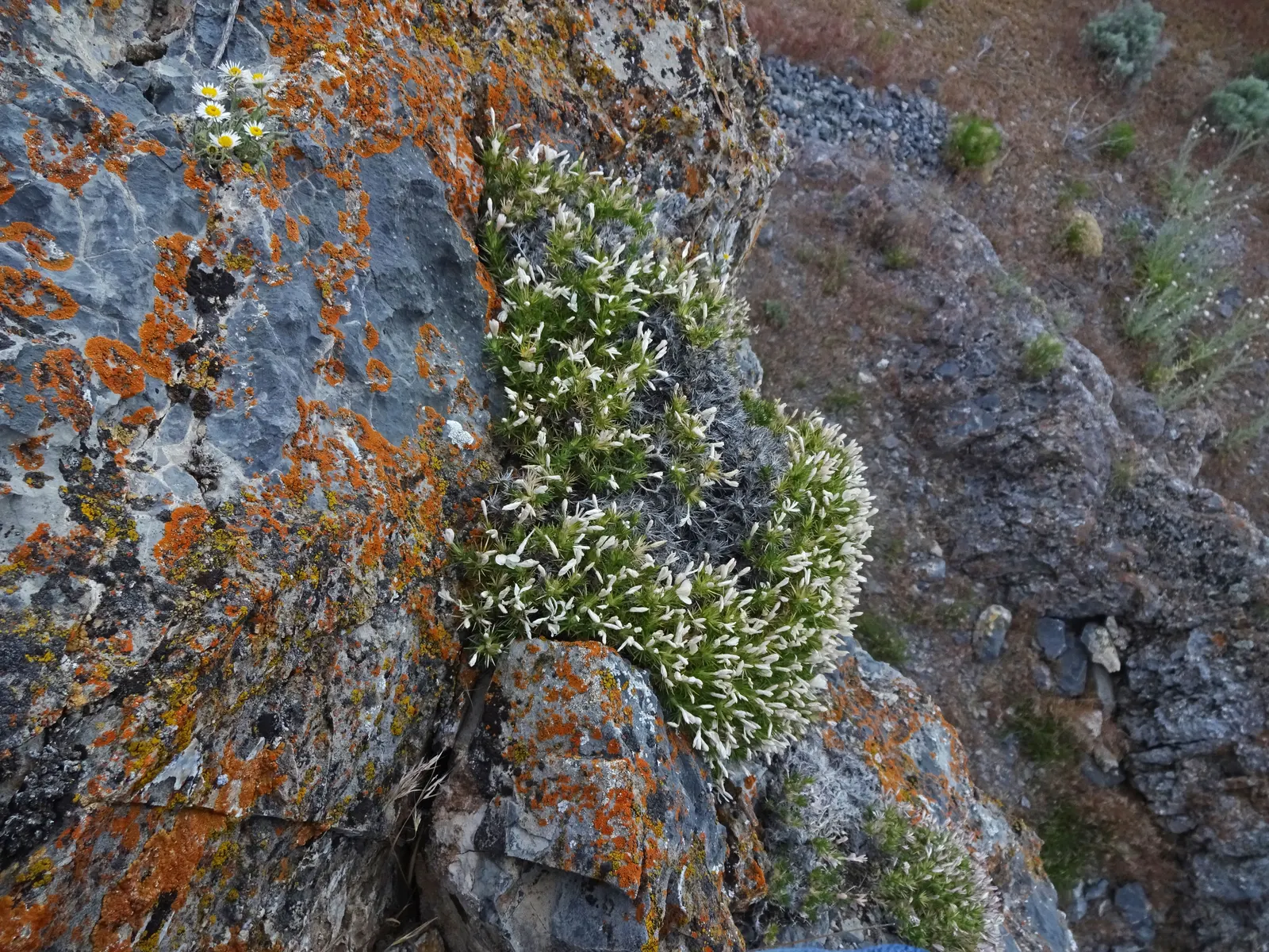 Prickly Phlox (Linanthus Californicus) — this plant prefers full sun exposure