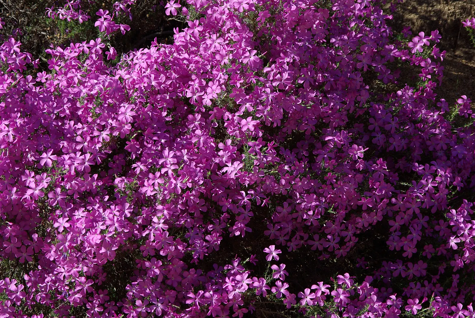 Prickly Phlox (Linanthus Californicus) — or borders for an infusion of cottage charm