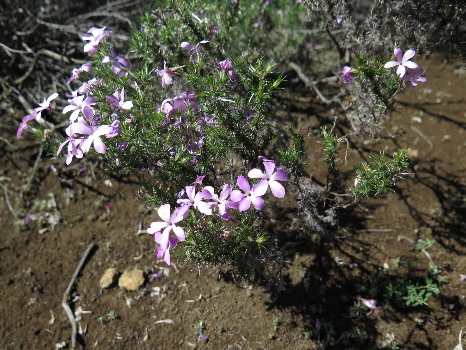 Prickly Phlox (Linanthus Californicus) — enhancing the garden's biodiversity.<br><br>Well-drained soil is essential for the health of the Prickly Phlox