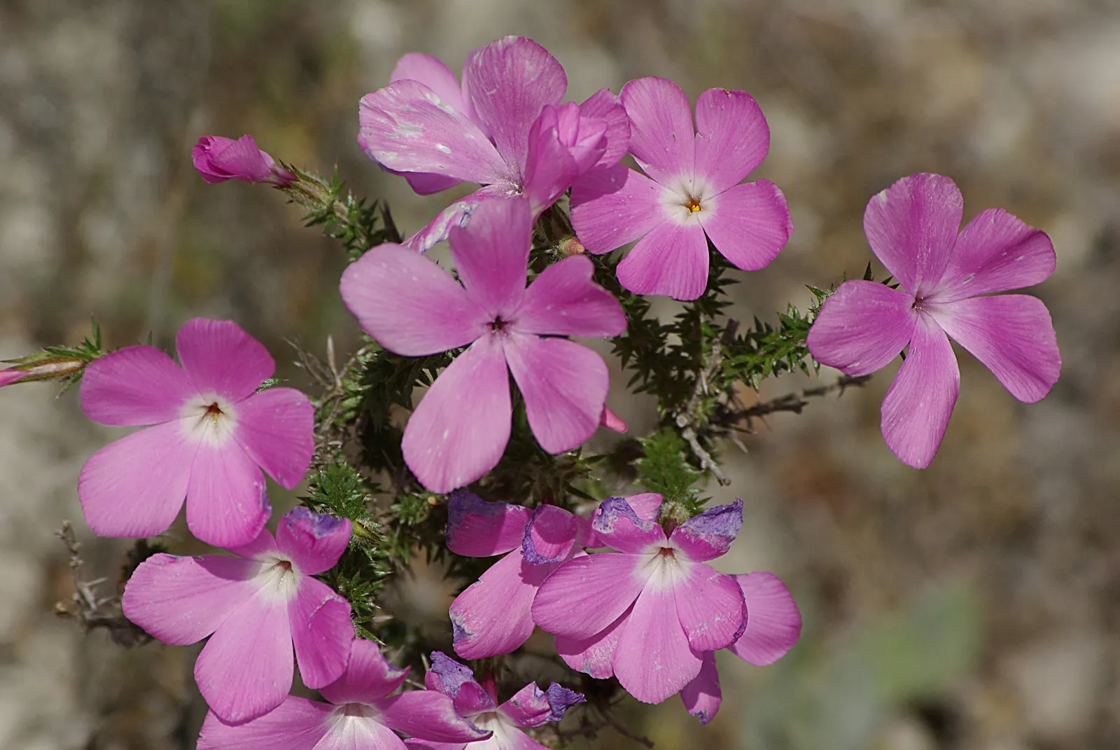 Prickly Phlox (Linanthus Californicus) — Its drought tolerance makes it an excellent candidate for xeriscaping and low-water garden designs