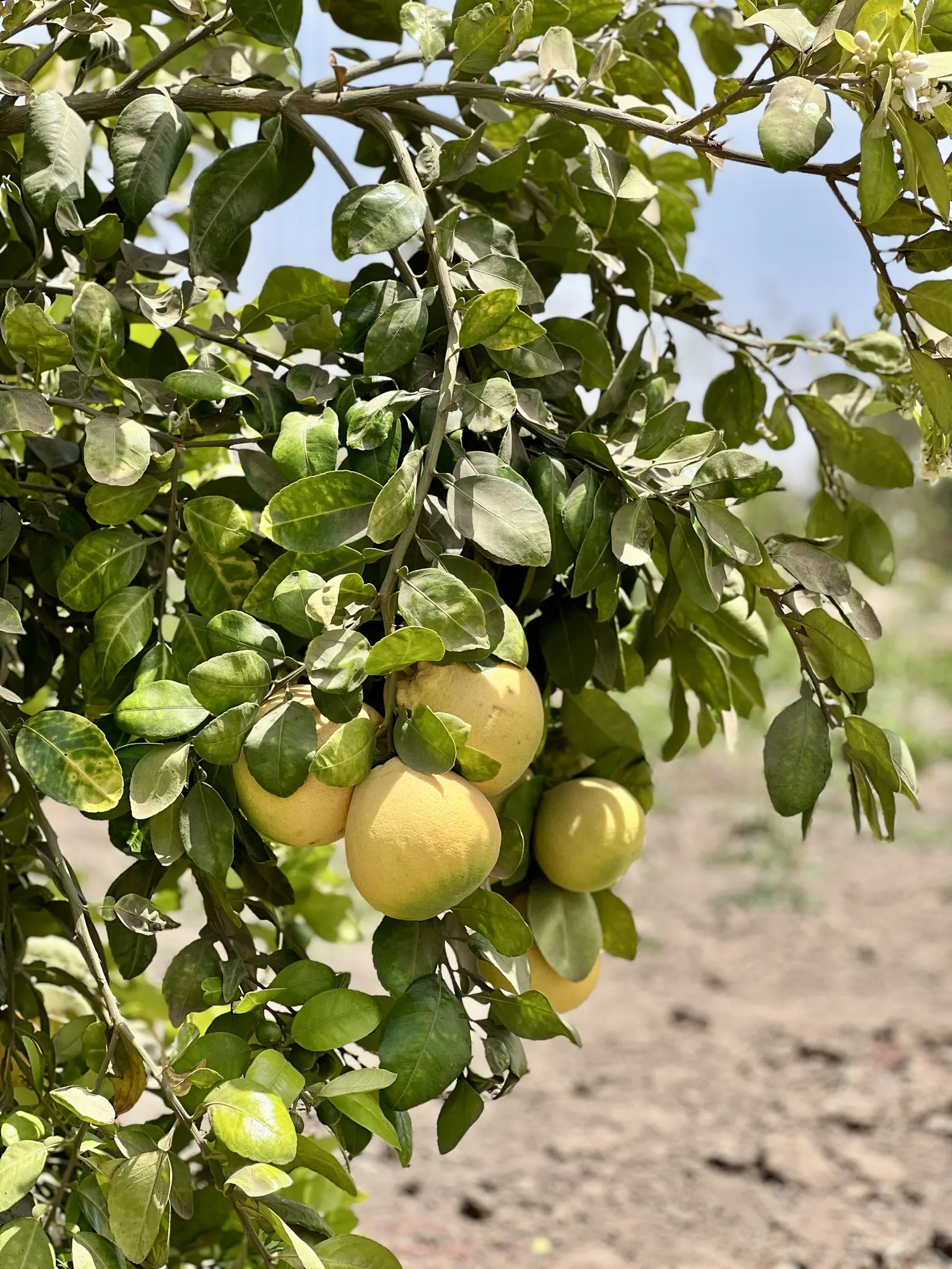 Grapefruit (Citrus X Paradisi) — the flesh may vary from sweet to tangy