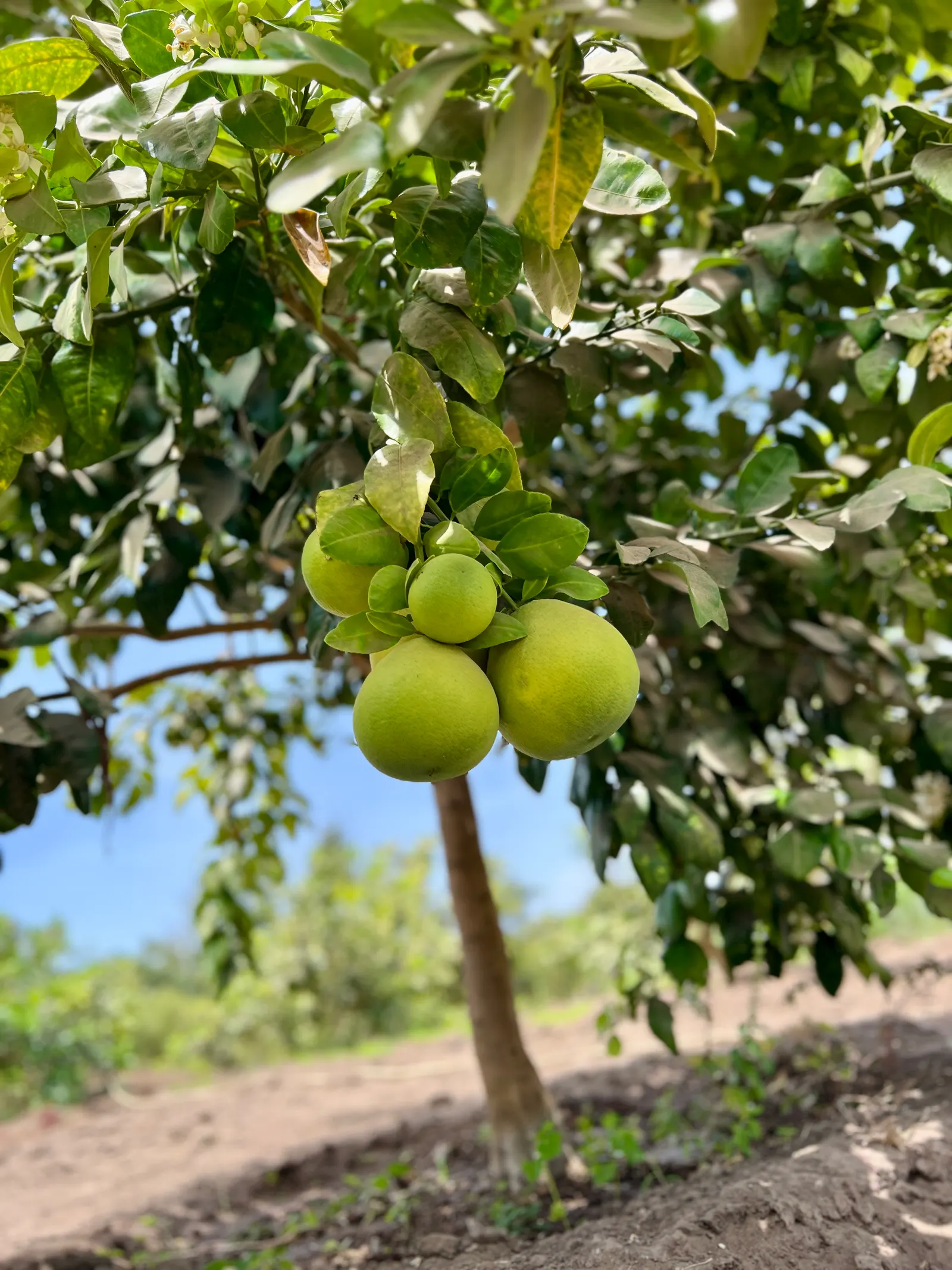 Grapefruit (Citrus X Paradisi) — Moderate watering is necessary; it requires full sun and well-draining soil, thriving in USDA zones 9-11