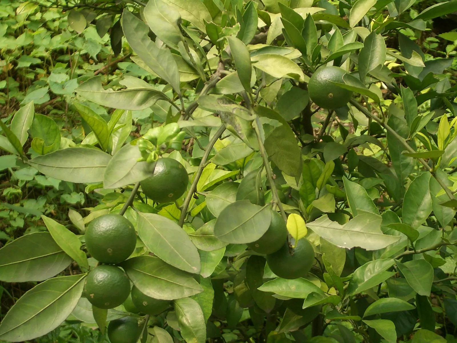 Grapefruit (Citrus X Paradisi) — especially in dry conditions