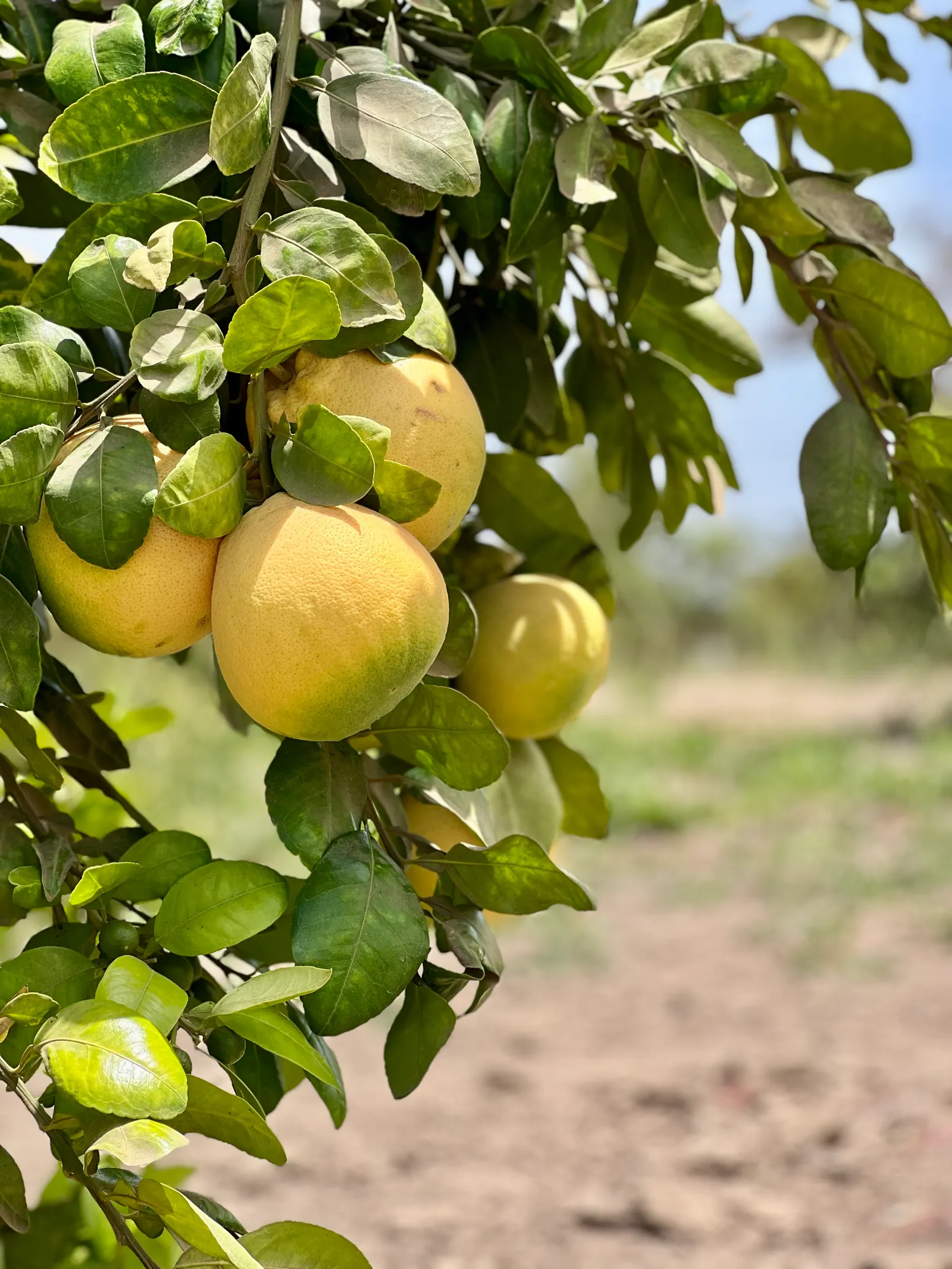 Grapefruit (Citrus X Paradisi) — typically ranging from 4 to 6 inches in diameter; offering both an aesthetic and functional asset to the thoughtful landscape