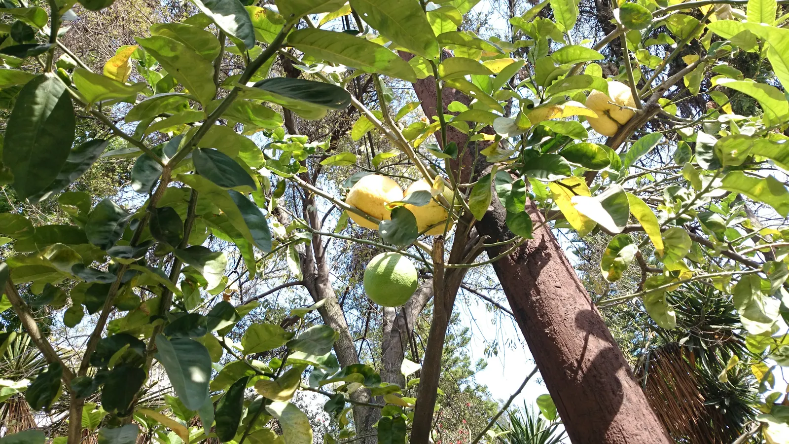 Grapefruit (Citrus X Paradisi) — this tree provides a sensory delight throughout the year; offering both an aesthetic and functional asset to the thoughtful