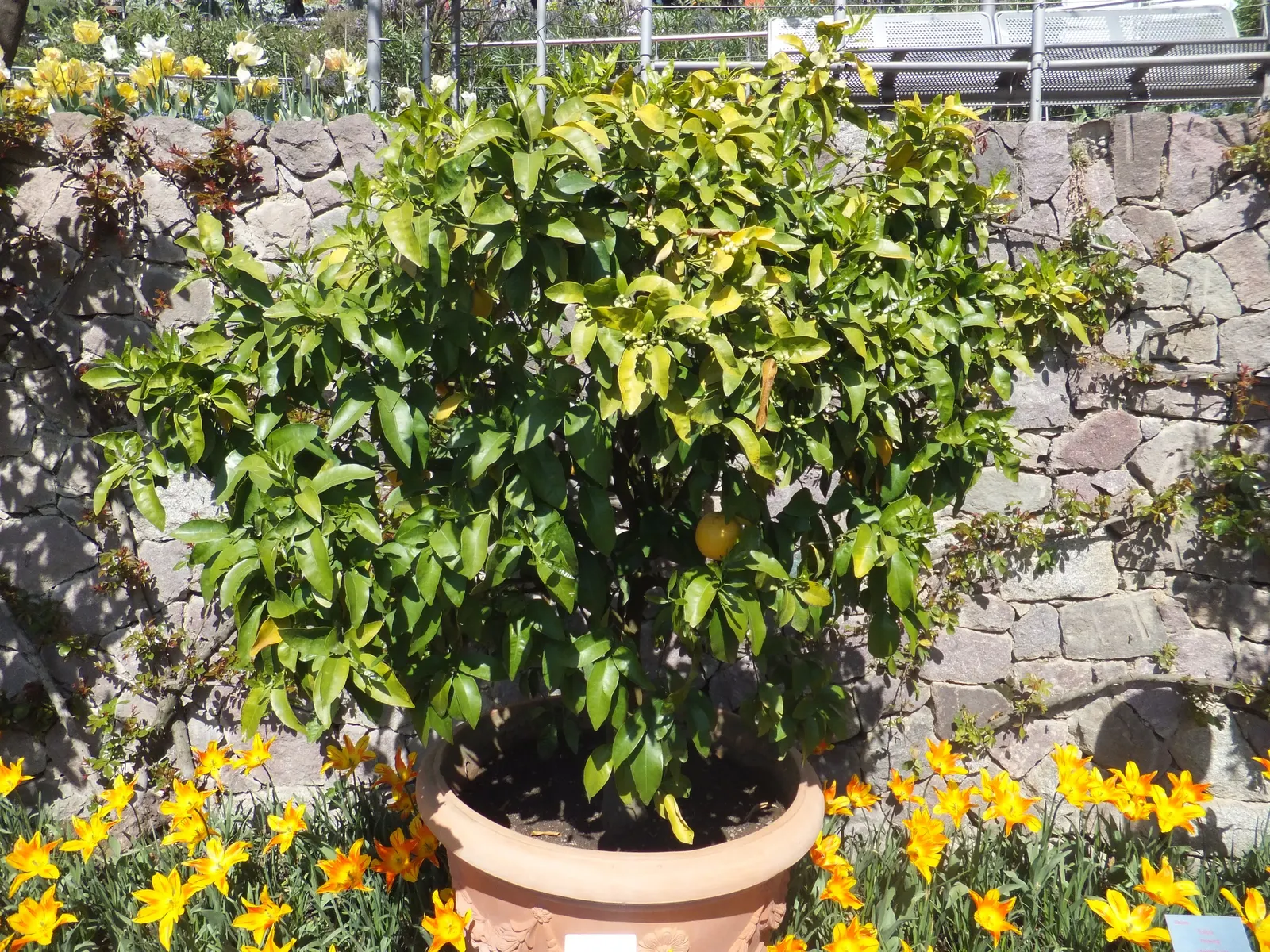 Grapefruit (Citrus X Paradisi) — This attractive tree is perfect for adding both visual appeal and edible interest to the landscape