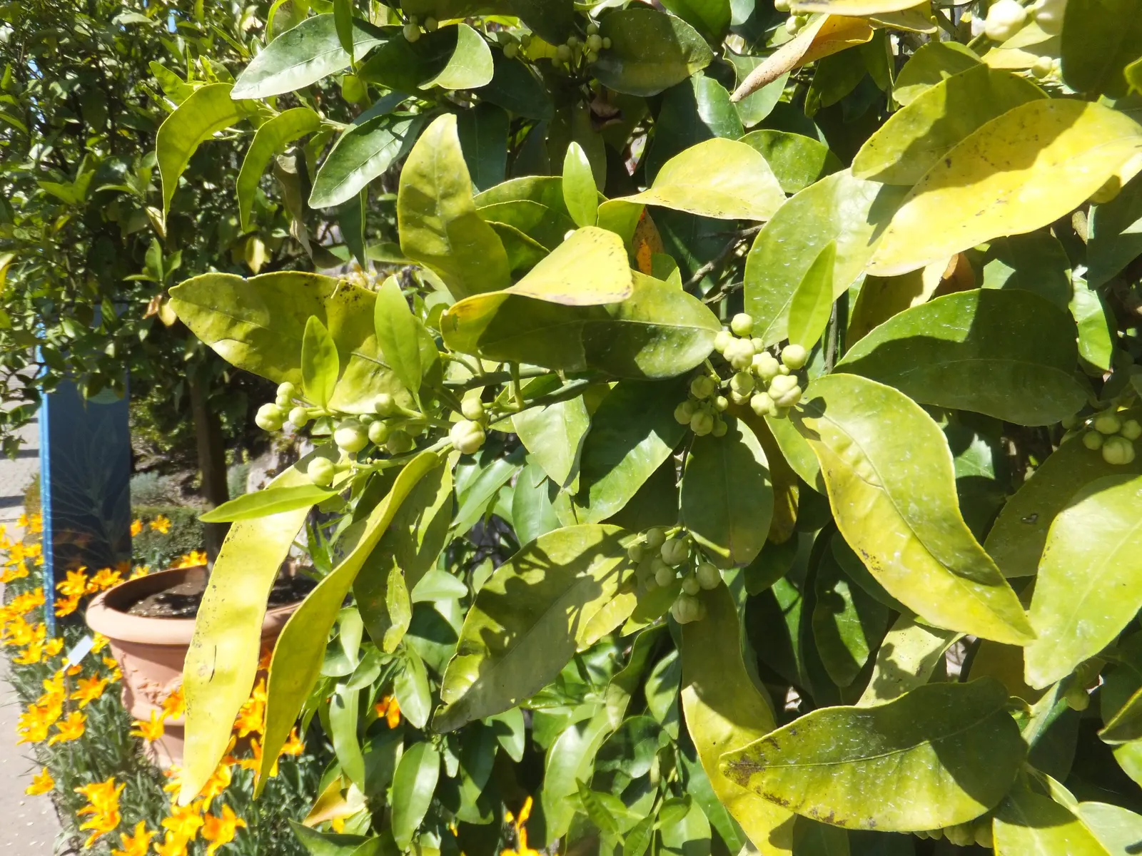Grapefruit (Citrus X Paradisi) — It requires full sun and well-draining soil, thriving in USDA zones 9-11; offering both an aesthetic and functional asset to