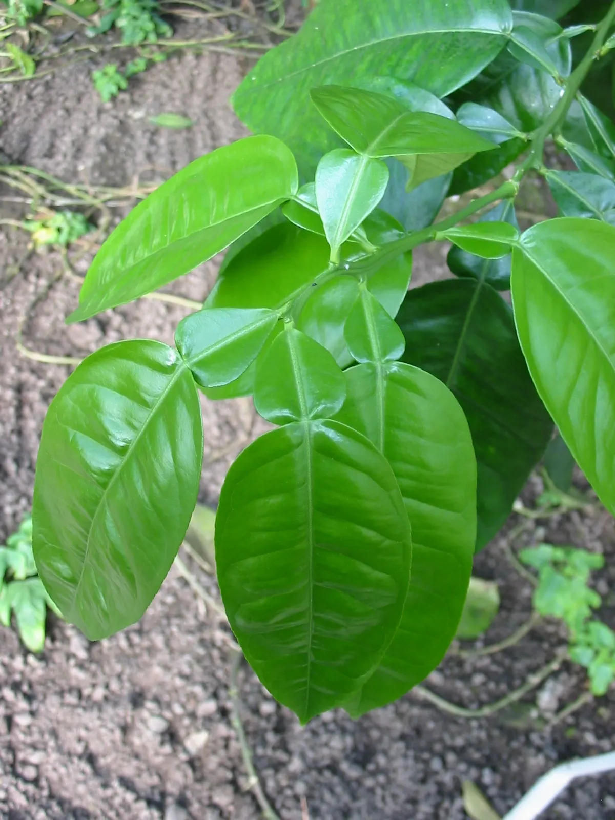 Grapefruit (Citrus X Paradisi) — the promise of homegrown produce; while it can tolerate a range of soil types