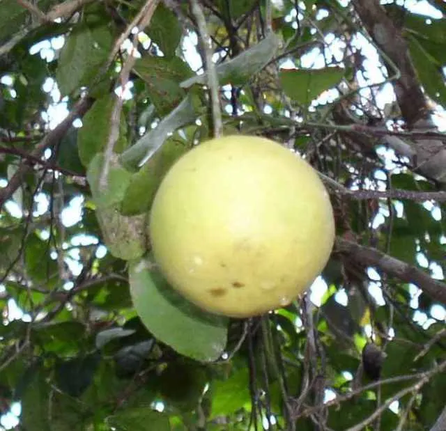 Grapefruit (Citrus X Paradisi) — which can weigh up to 18 ounces