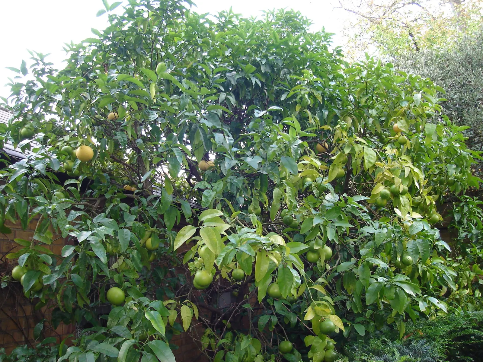 Grapefruit (Citrus X Paradisi) — This attractive tree is perfect for adding both visual appeal and edible interest to the landscape; it requires full sun and