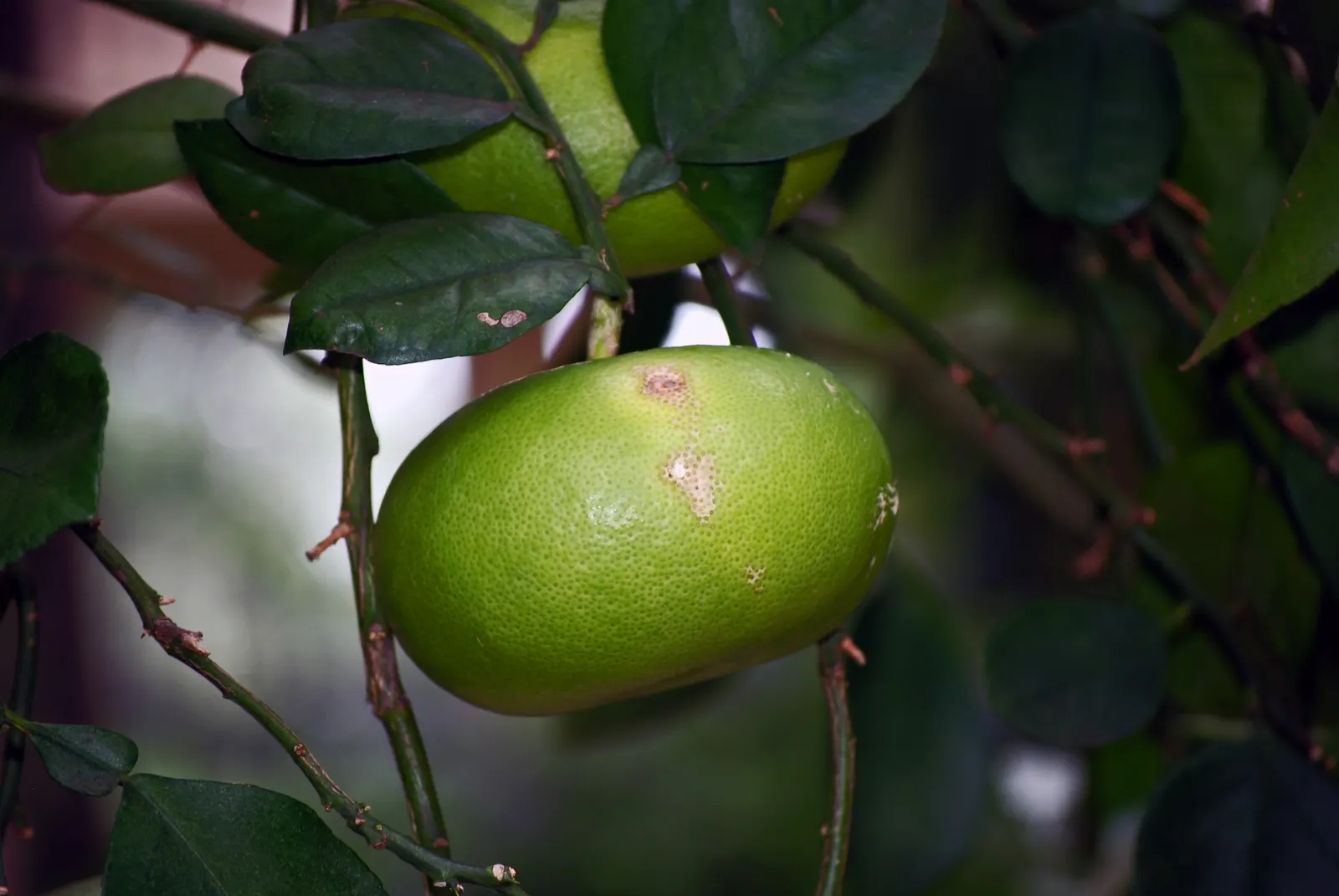 Grapefruit (Citrus X Paradisi) — Regular pruning will maintain its shape and productivity; offering both an aesthetic and functional asset to the thoughtful