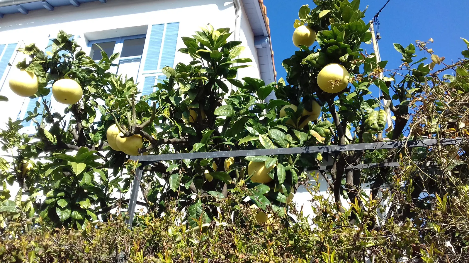 Grapefruit (Citrus X Paradisi) — the tree offers dense foliage and large white flowers