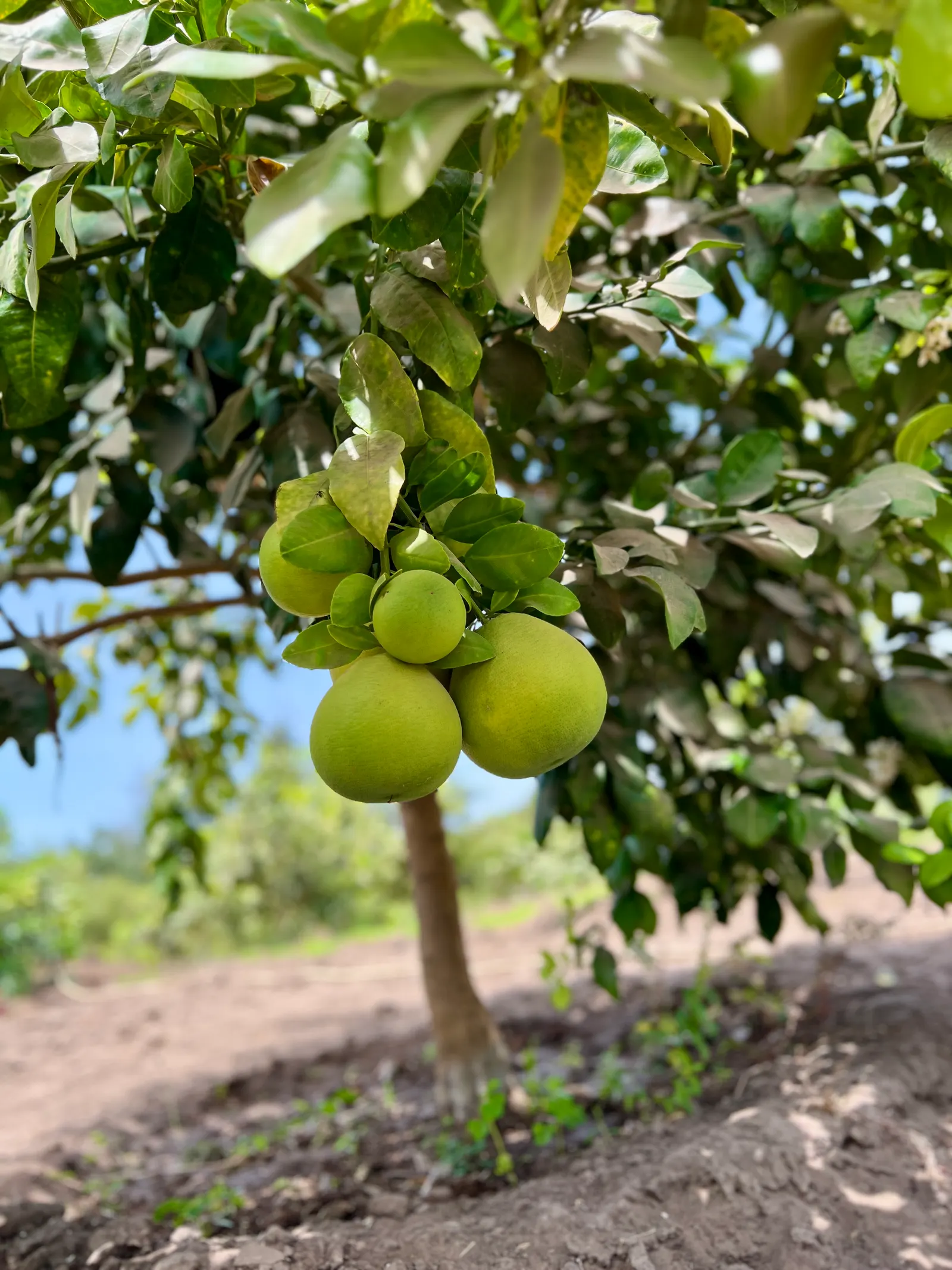 Grapefruit (Citrus X Paradisi) — Moderate watering is necessary