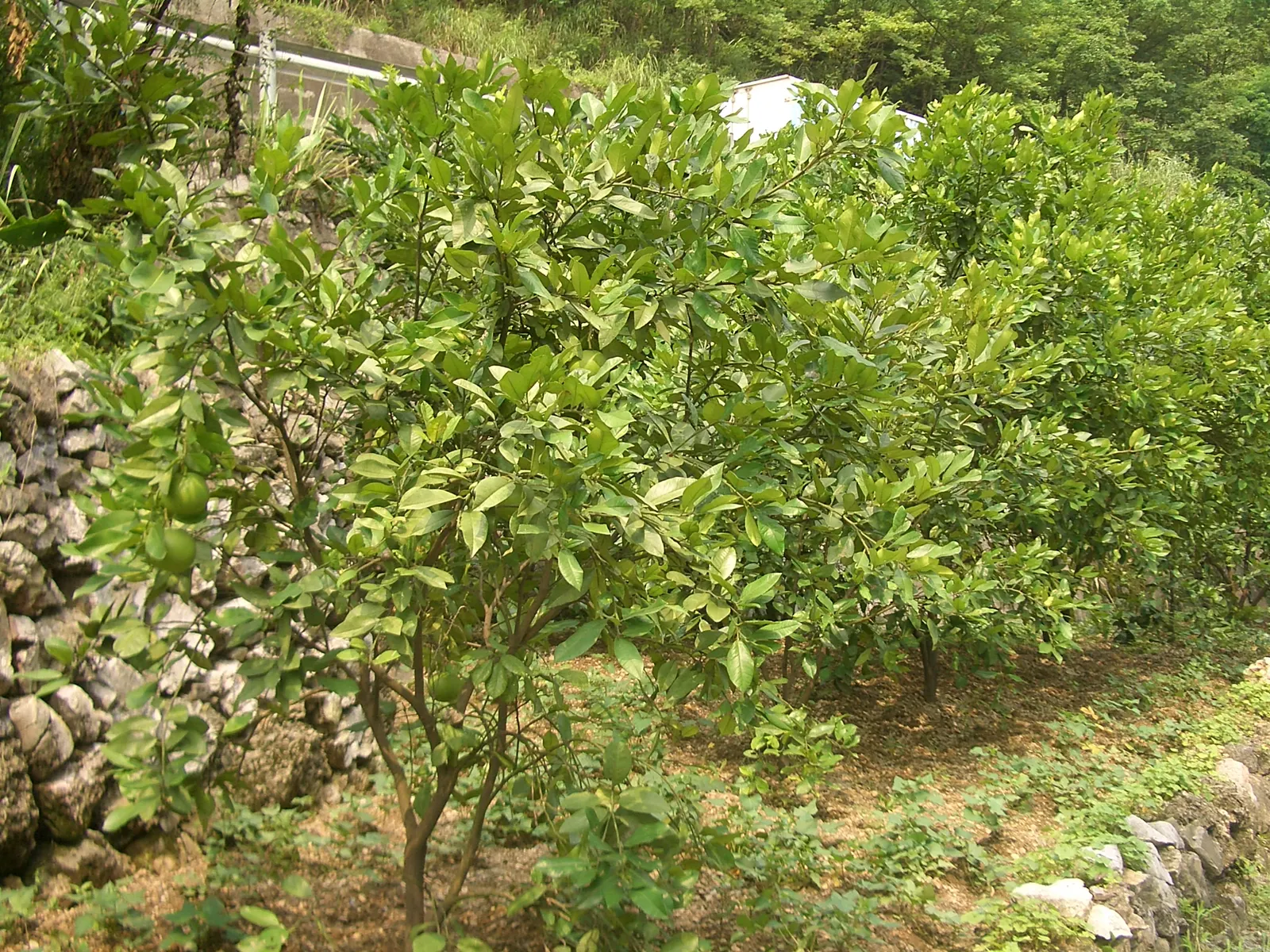 Grapefruit (Citrus X Paradisi) — and a touch of Mediterranean flair