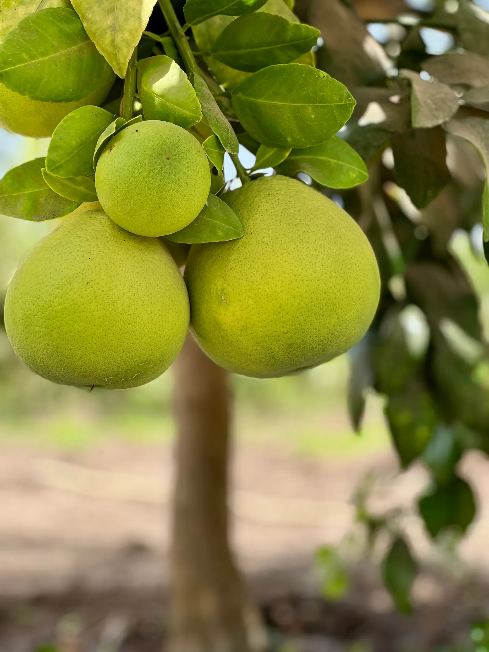 Grapefruit (Citrus X Paradisi) — scientifically named Citrus x paradisi