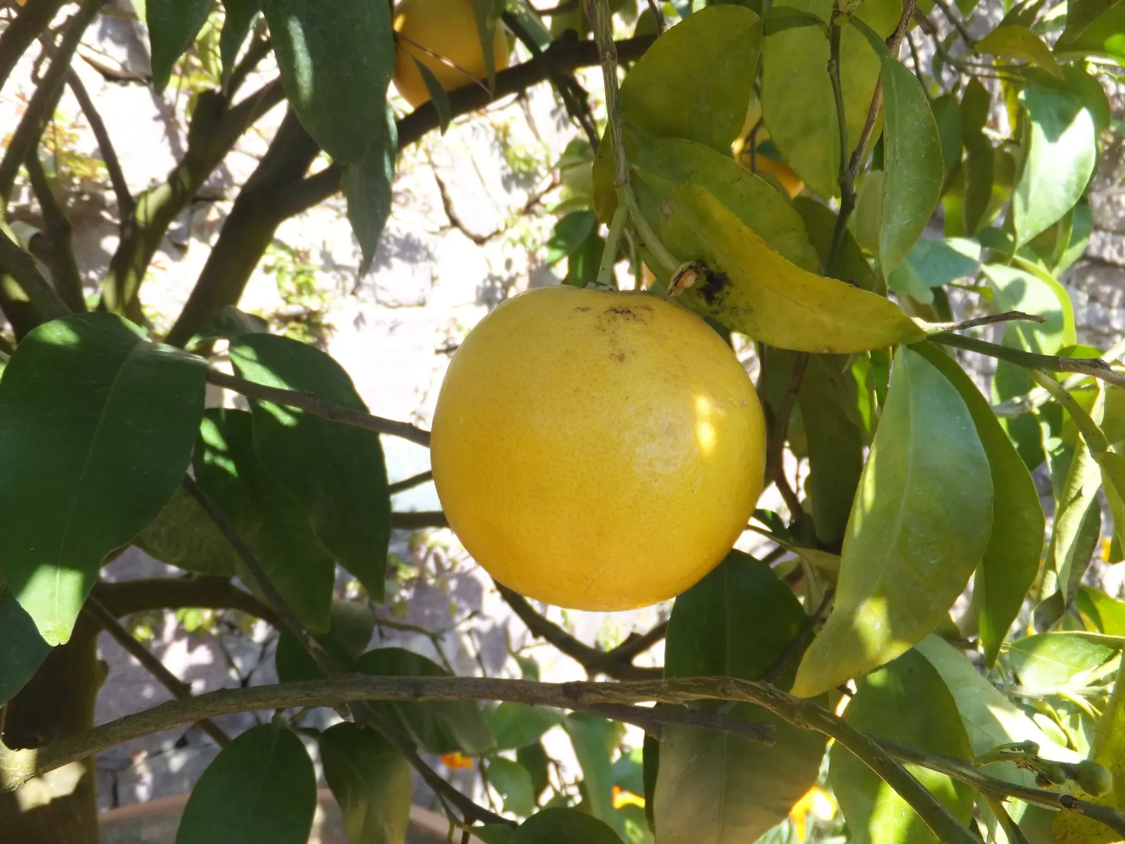 Grapefruit (Citrus X Paradisi) — While it can tolerate a range of soil types; depending on the cultivar