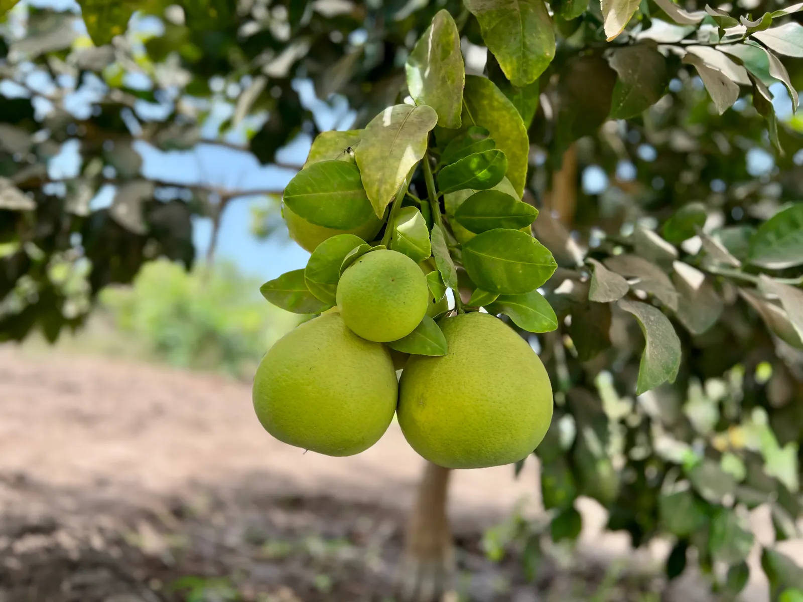 Grapefruit (Citrus X Paradisi) — tree with white blooms