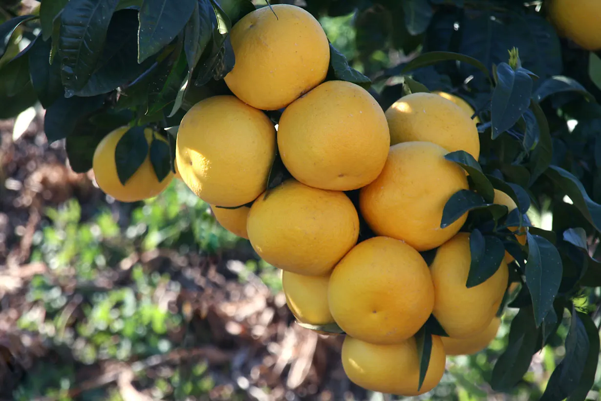Grapefruit (Citrus X Paradisi) — tree for full