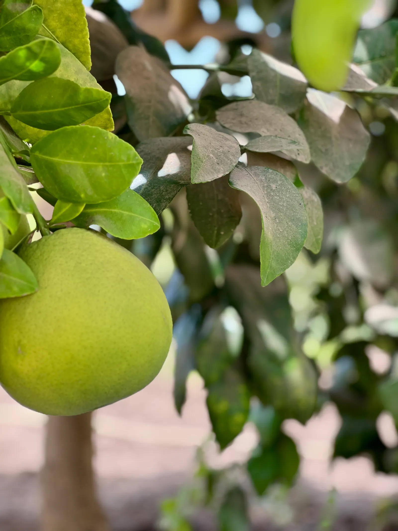 Grapefruit (Citrus X Paradisi) — Regular pruning will maintain its shape and productivity