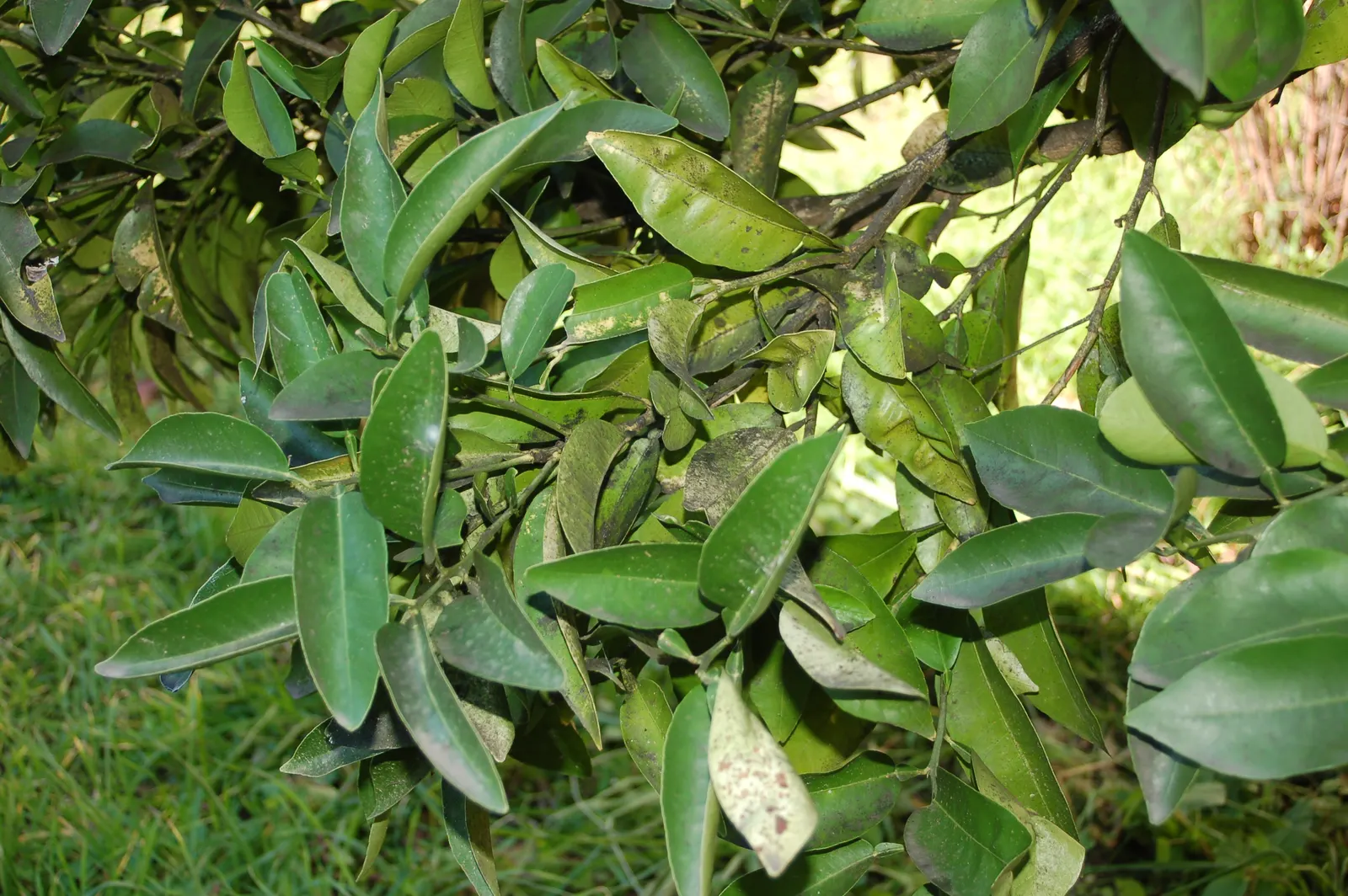 Grapefruit (Citrus X Paradisi) — While it can tolerate a range of soil types