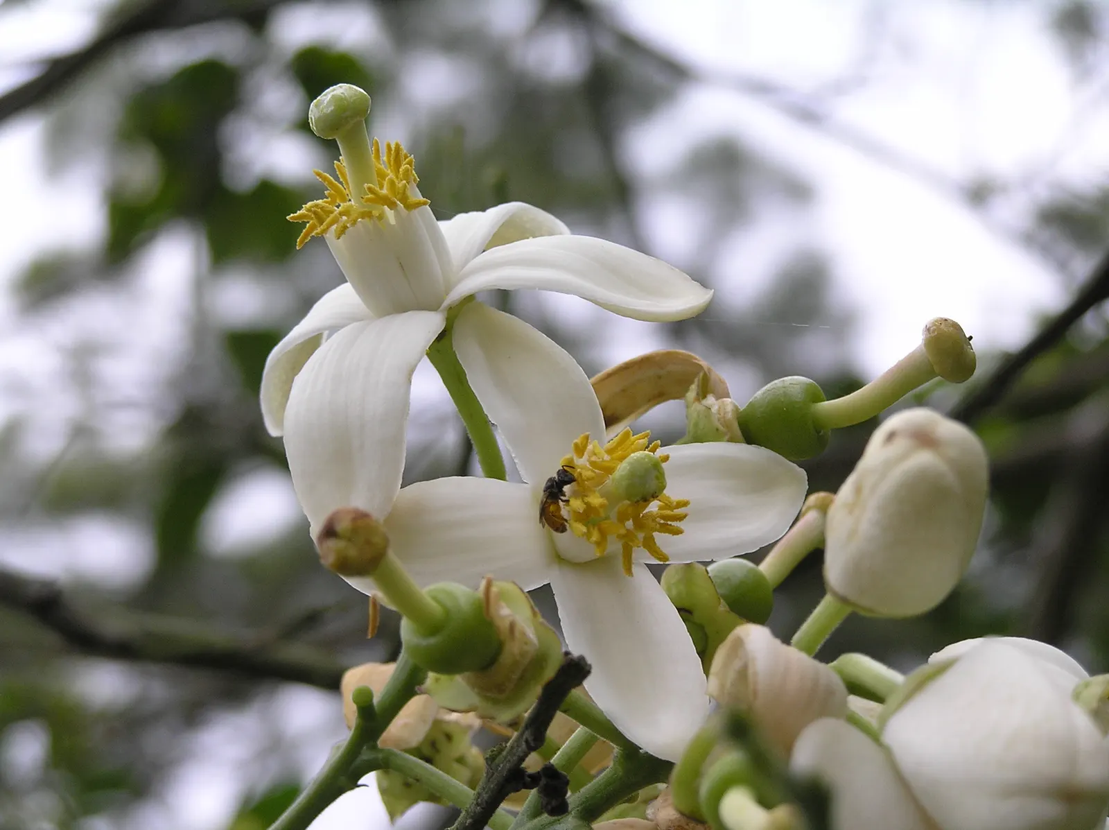 Grapefruit (Citrus X Paradisi) — and their blossoms exude an enchanting aroma; depending on the cultivar