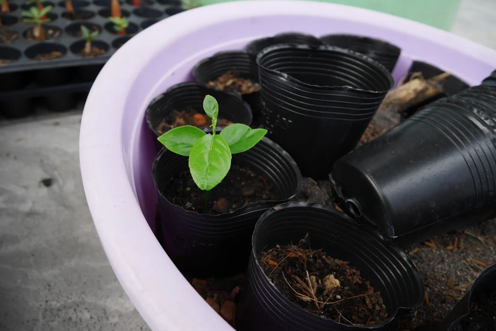 Grapefruit (Citrus X Paradisi) — appreciating full sun exposure and well-draining soil