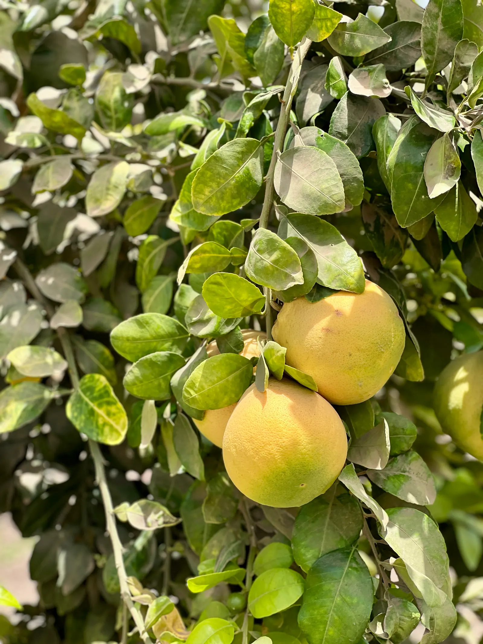 Grapefruit (Citrus X Paradisi) — which can weigh up to 18 ounces; it requires full sun and well-draining soil, thriving in USDA zones 9-11