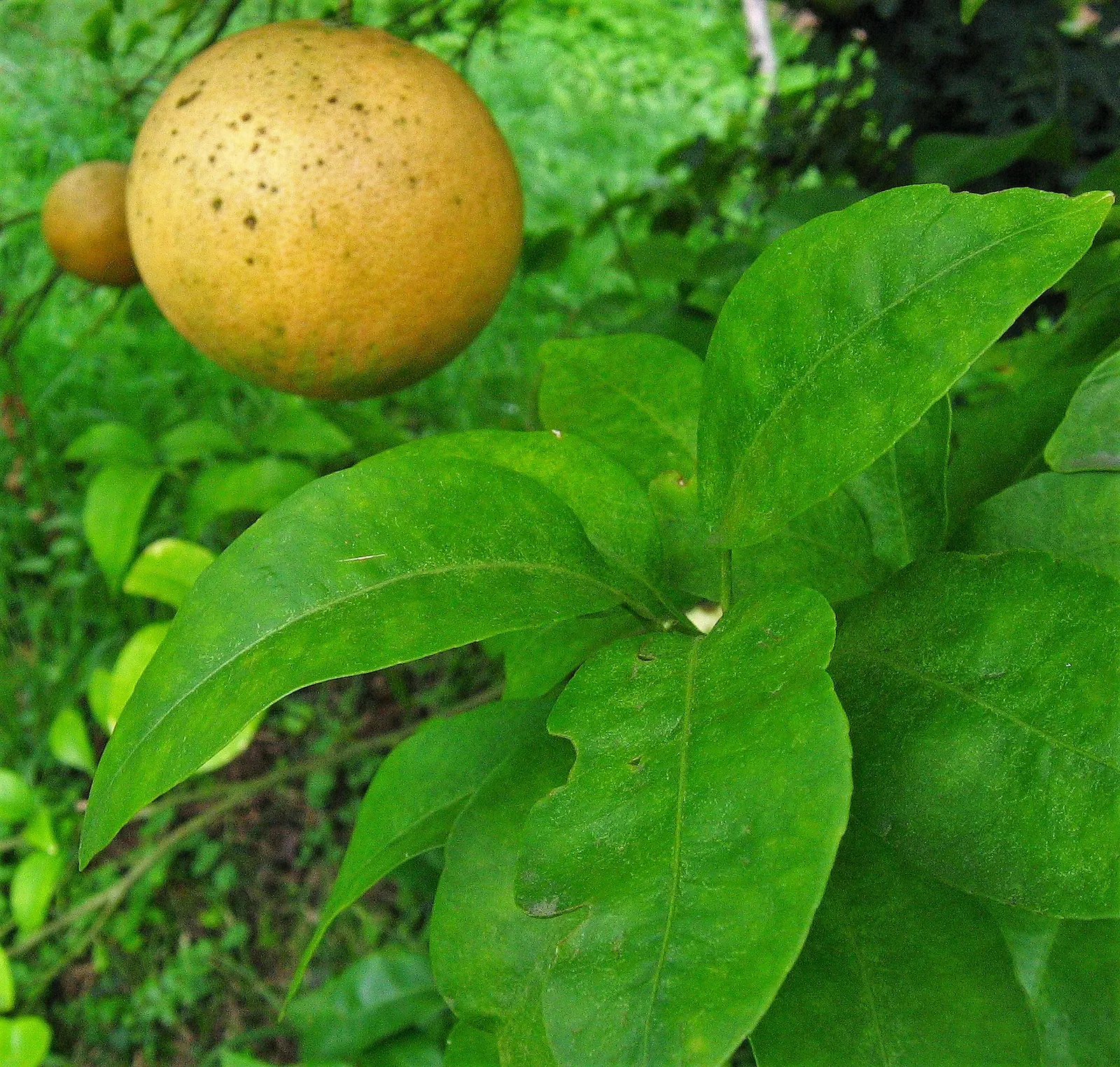 Grapefruit (Citrus X Paradisi) — lush green leaves and fragrant white flowers; depending on the cultivar