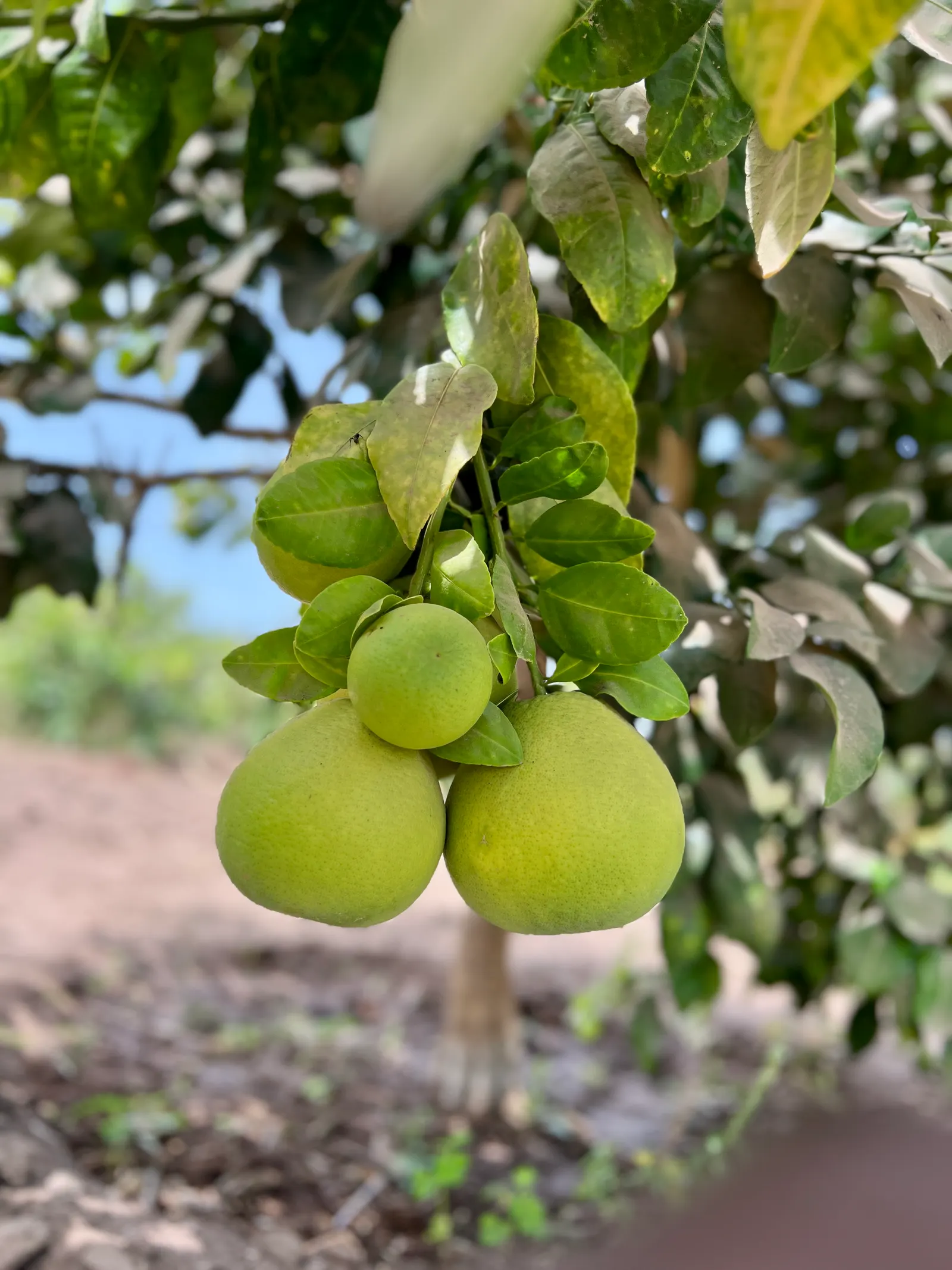 Grapefruit (Citrus X Paradisi) — The grapefruit tree can reach a mature height of 15 to 30 feet with a canopy spread of 15 to 20 feet