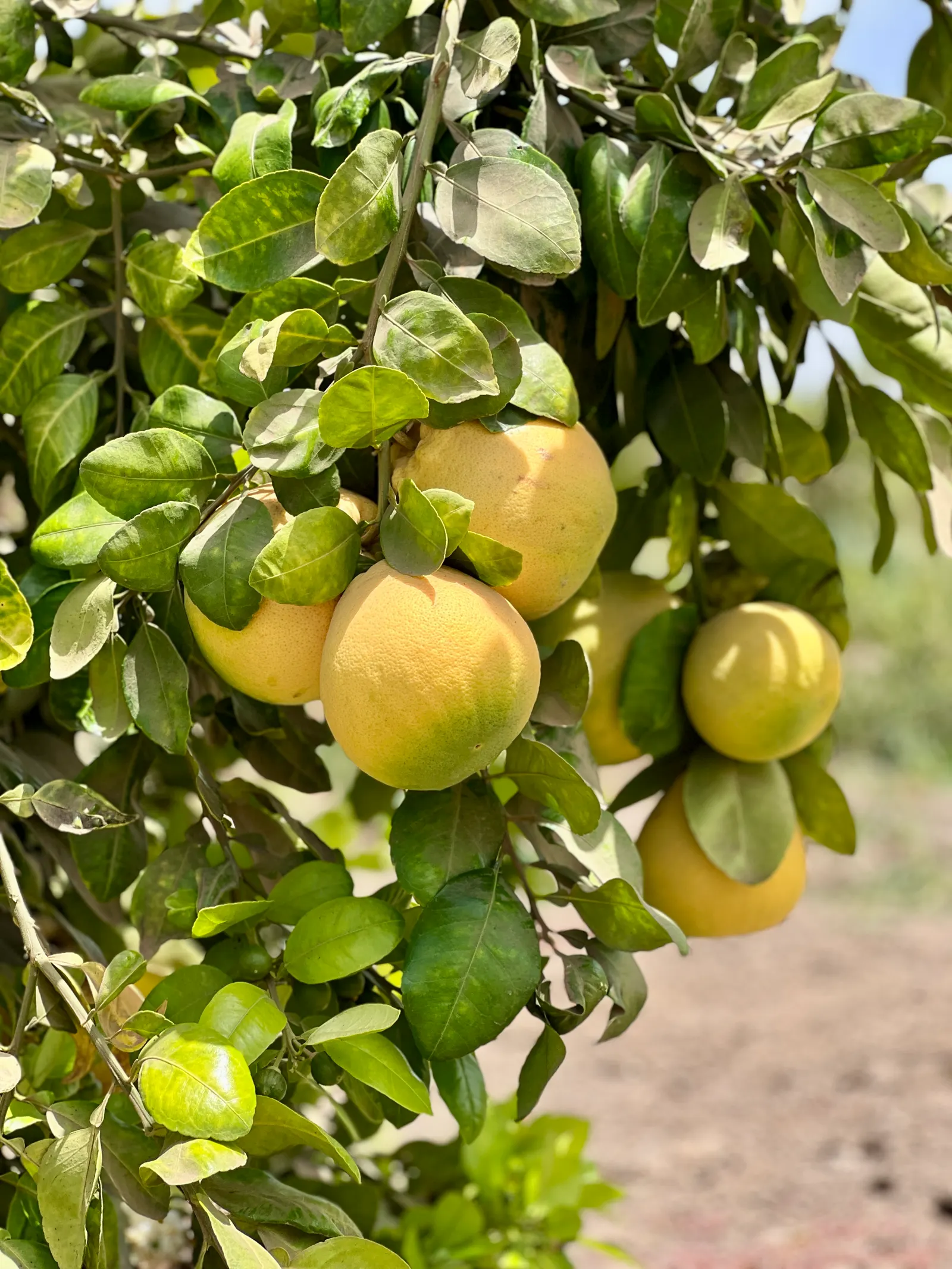 Grapefruit (Citrus X Paradisi) — Reaching heights of 15-30 feet with a spread up to 15-20 feet; while it can tolerate a range of soil types
