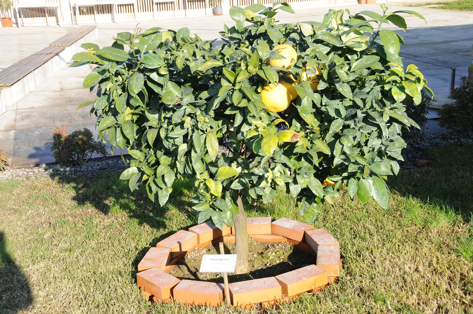 Grapefruit (Citrus X Paradisi) — pale yellow to pinkish rind