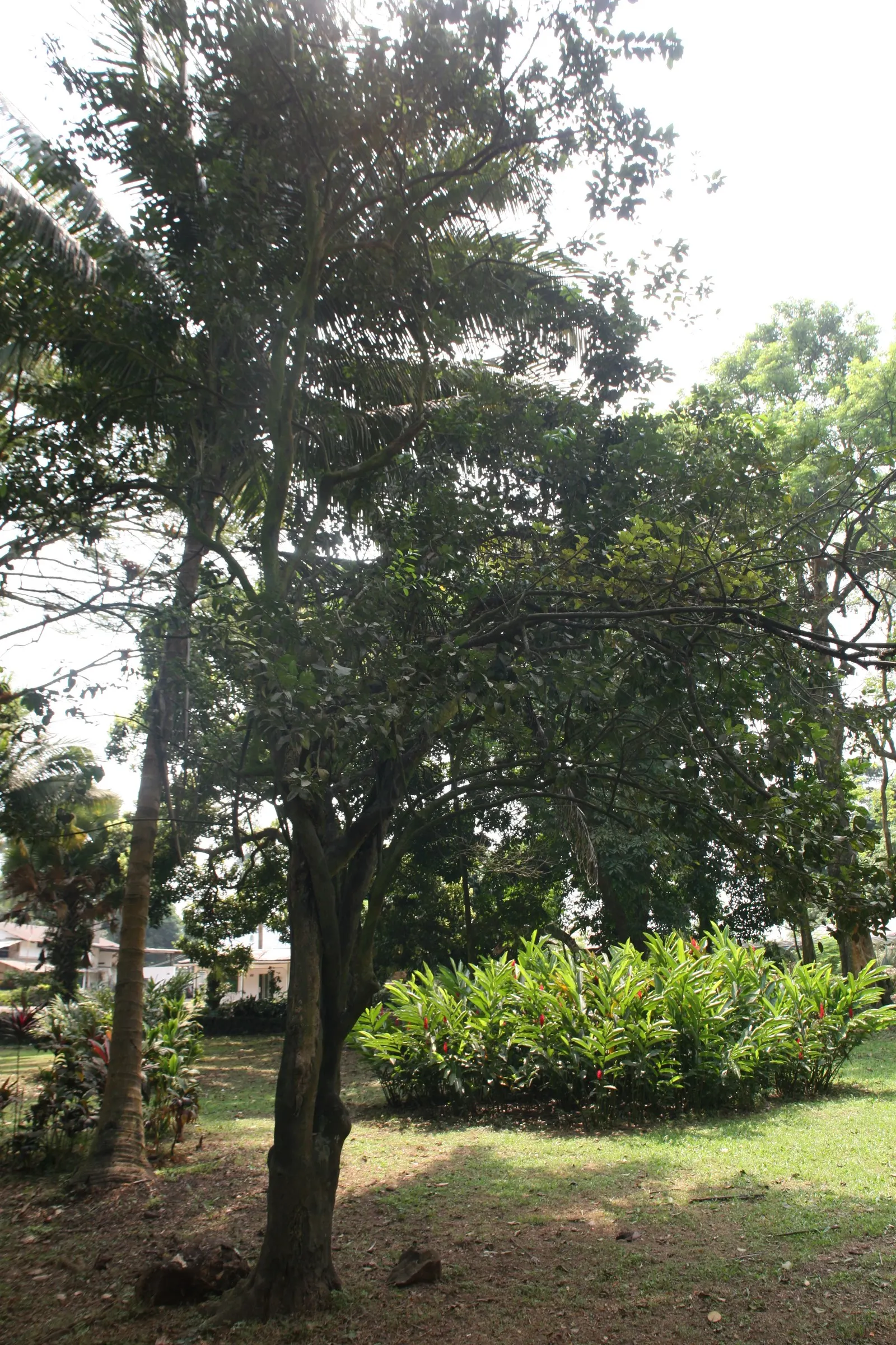 Grapefruit (Citrus X Paradisi) — white flowers in the garden; while it can tolerate a range of soil types