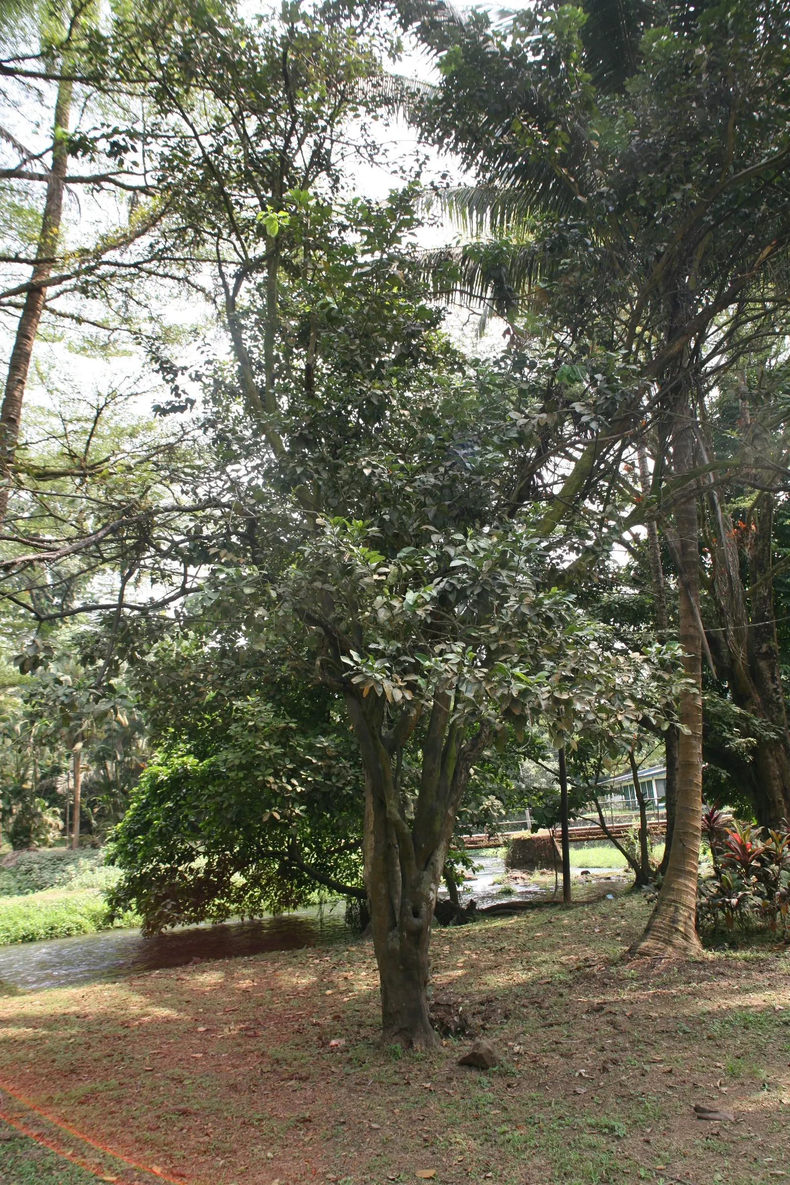 Grapefruit (Citrus X Paradisi) — lush green leaves and fragrant white flowers