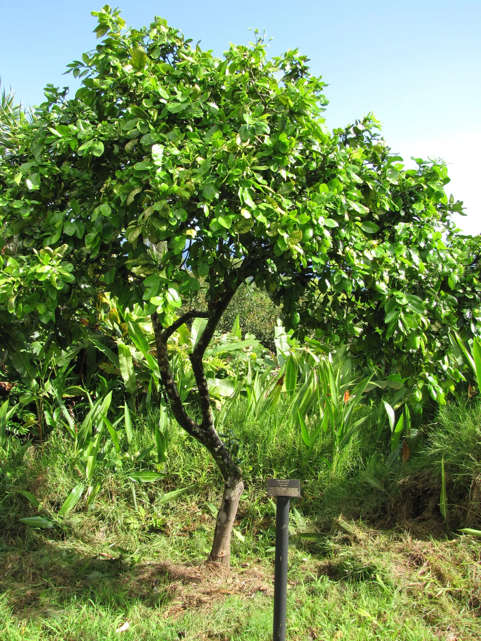 Grapefruit (Citrus X Paradisi) — or ruby hues.<br><br>Incorporating a grapefruit tree into a garden provides a striking visual element