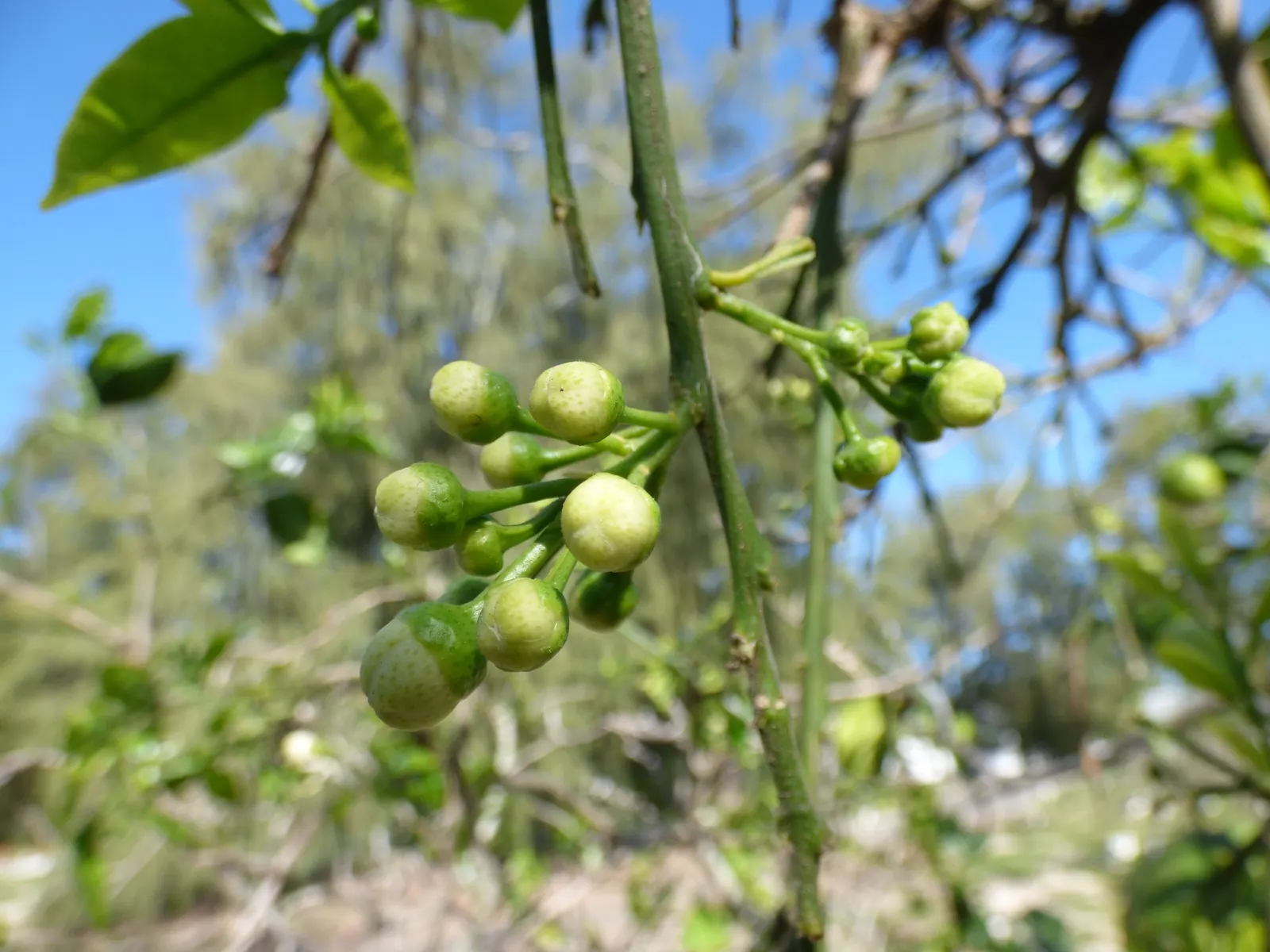 Grapefruit (Citrus X Paradisi) — Depending on the cultivar