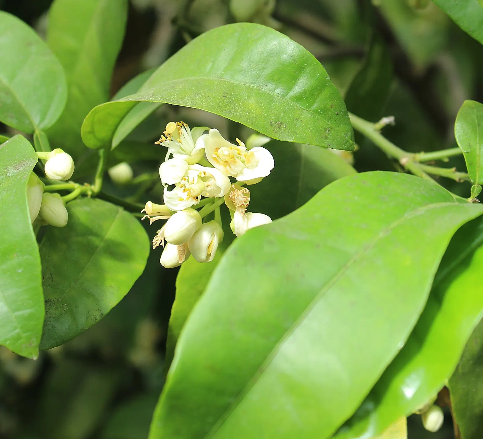 Grapefruit (Citrus X Paradisi) — the tree offers dense foliage and large white flowers; depending on the cultivar