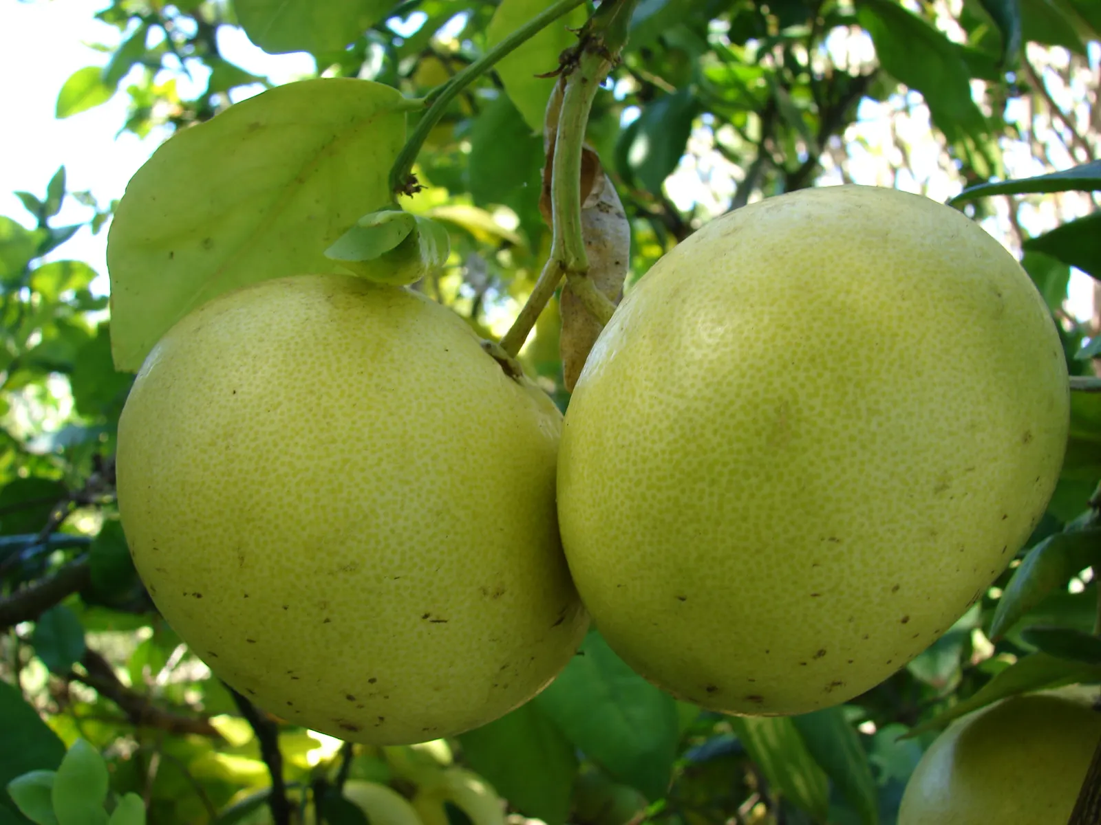 Grapefruit (Citrus X Paradisi) — the flesh may vary from sweet to tangy; depending on the cultivar