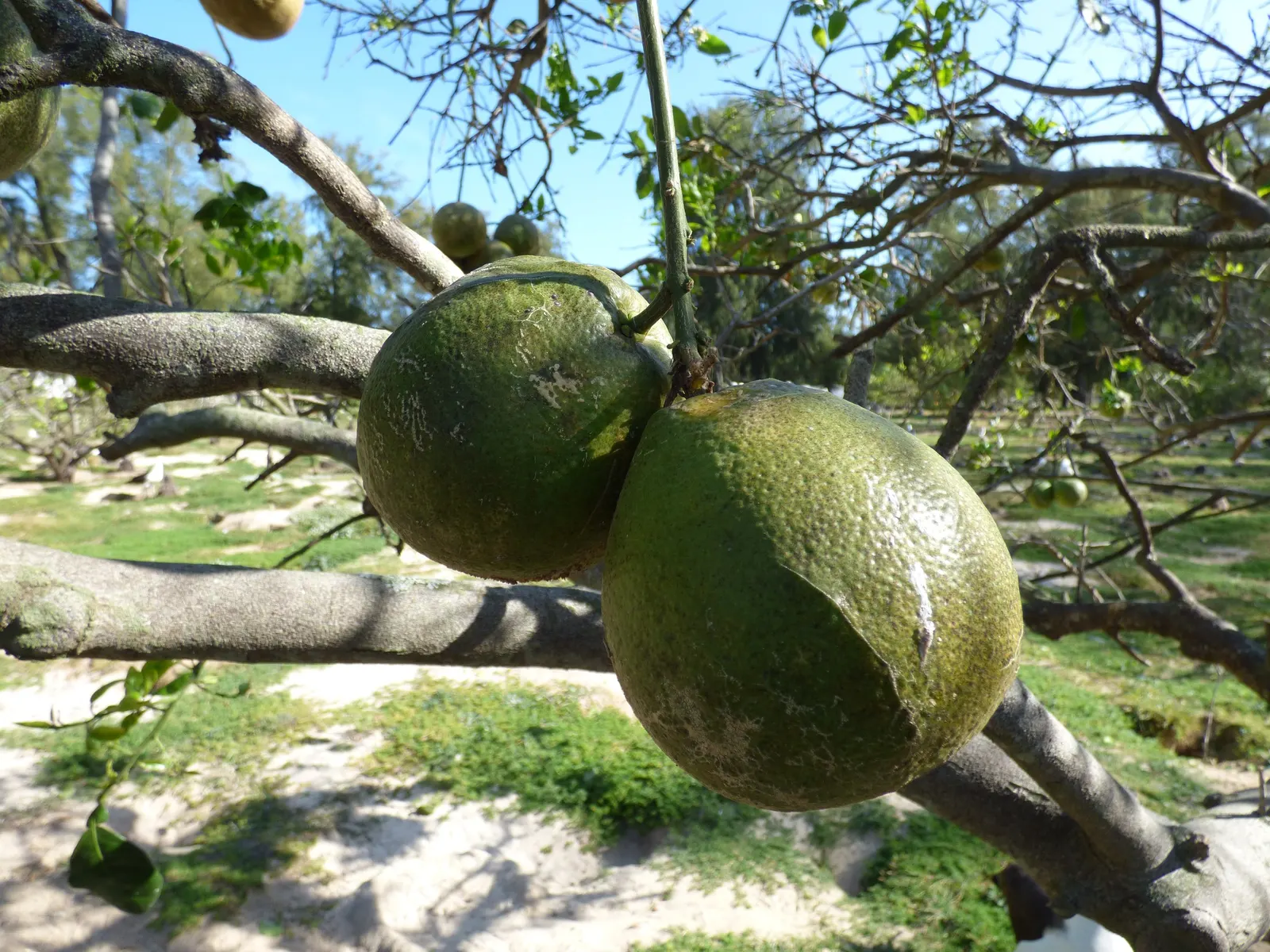 Grapefruit (Citrus X Paradisi) — this tree provides a sensory delight throughout the year