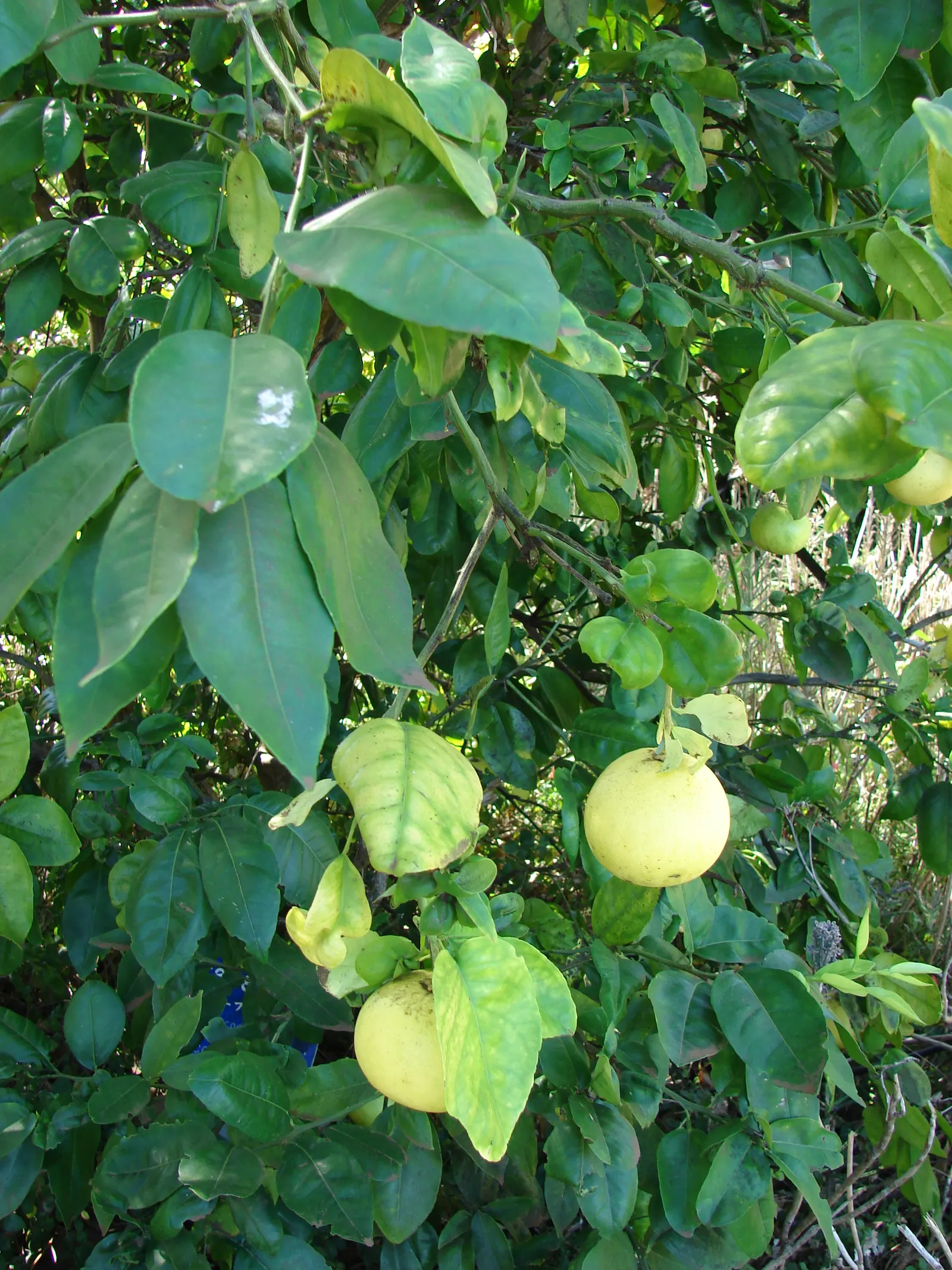 Grapefruit (Citrus X Paradisi) — Depending on the cultivar; while it can tolerate a range of soil types