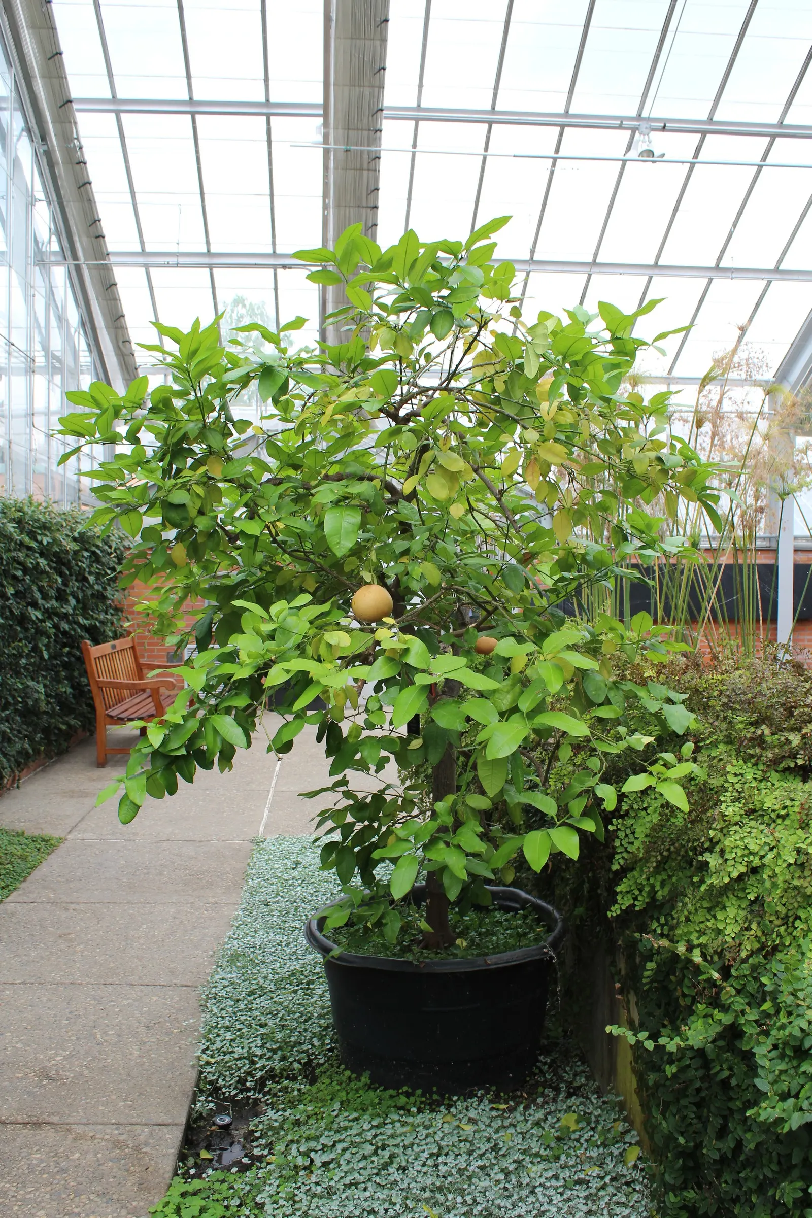 Grapefruit (Citrus X Paradisi) — scientifically named Citrus x paradisi; while it can tolerate a range of soil types