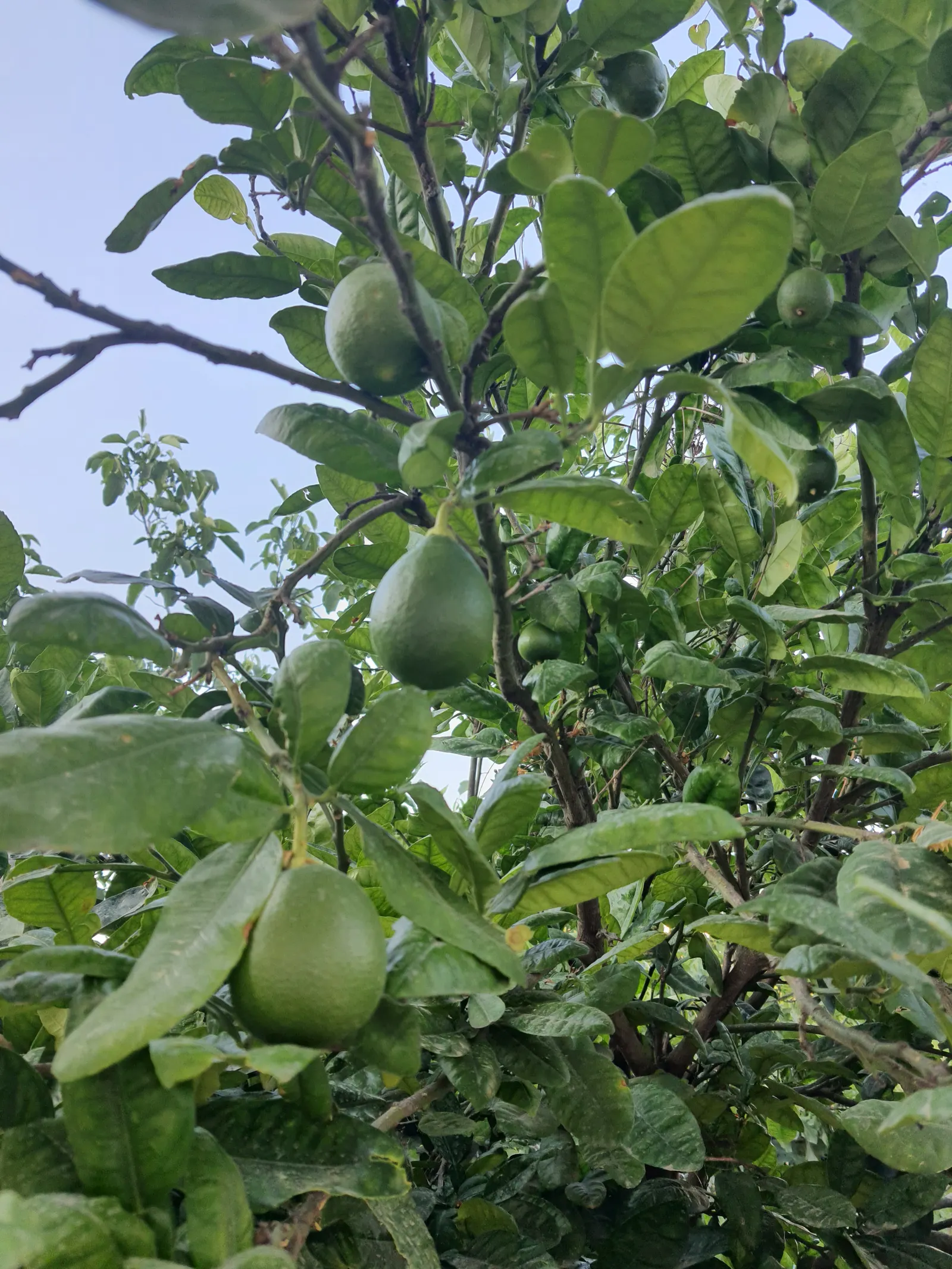 Grapefruit (Citrus X Paradisi) — the promise of homegrown produce