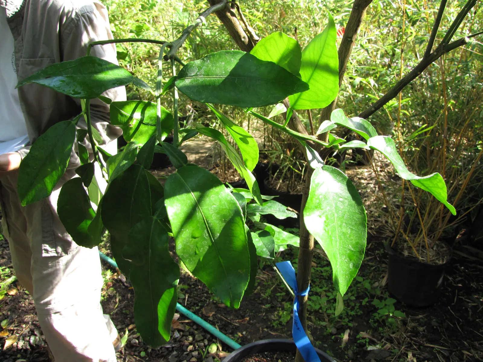 Grapefruit (Citrus X Paradisi) — white flowers in the garden
