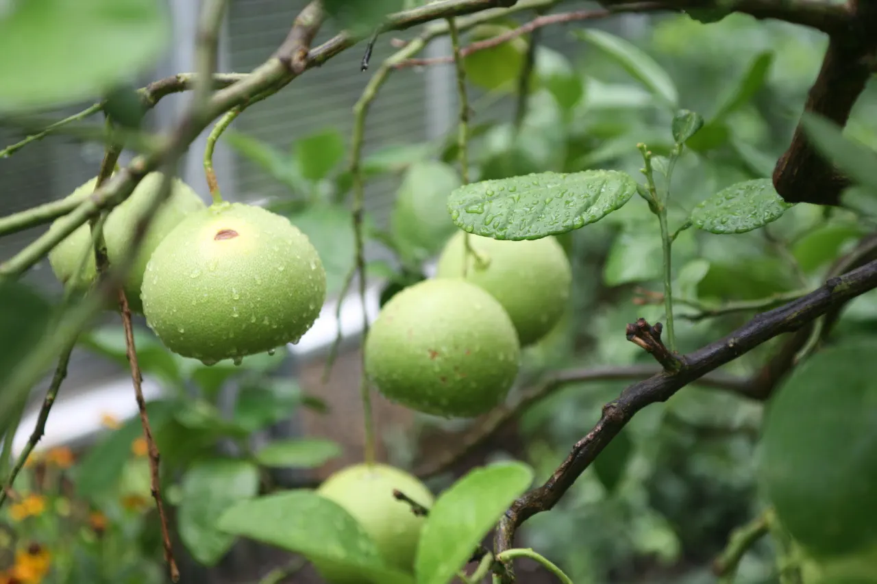 Grapefruit (Citrus X Paradisi) — typically ranging from 4 to 6 inches in diameter