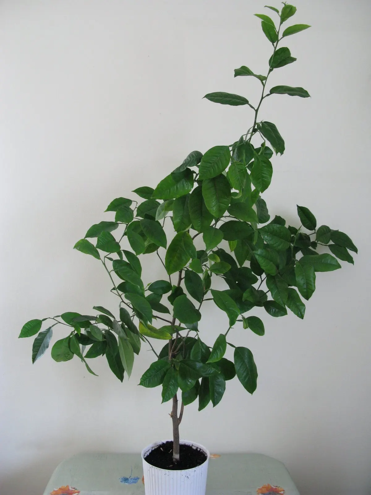 Grapefruit (Citrus X Paradisi) — offering both an aesthetic and functional asset to the thoughtful landscape designer and the engaged client; it requires full