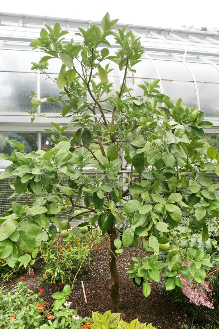 Grapefruit (Citrus X Paradisi) — Reaching heights of 15-30 feet with a spread up to 15-20 feet