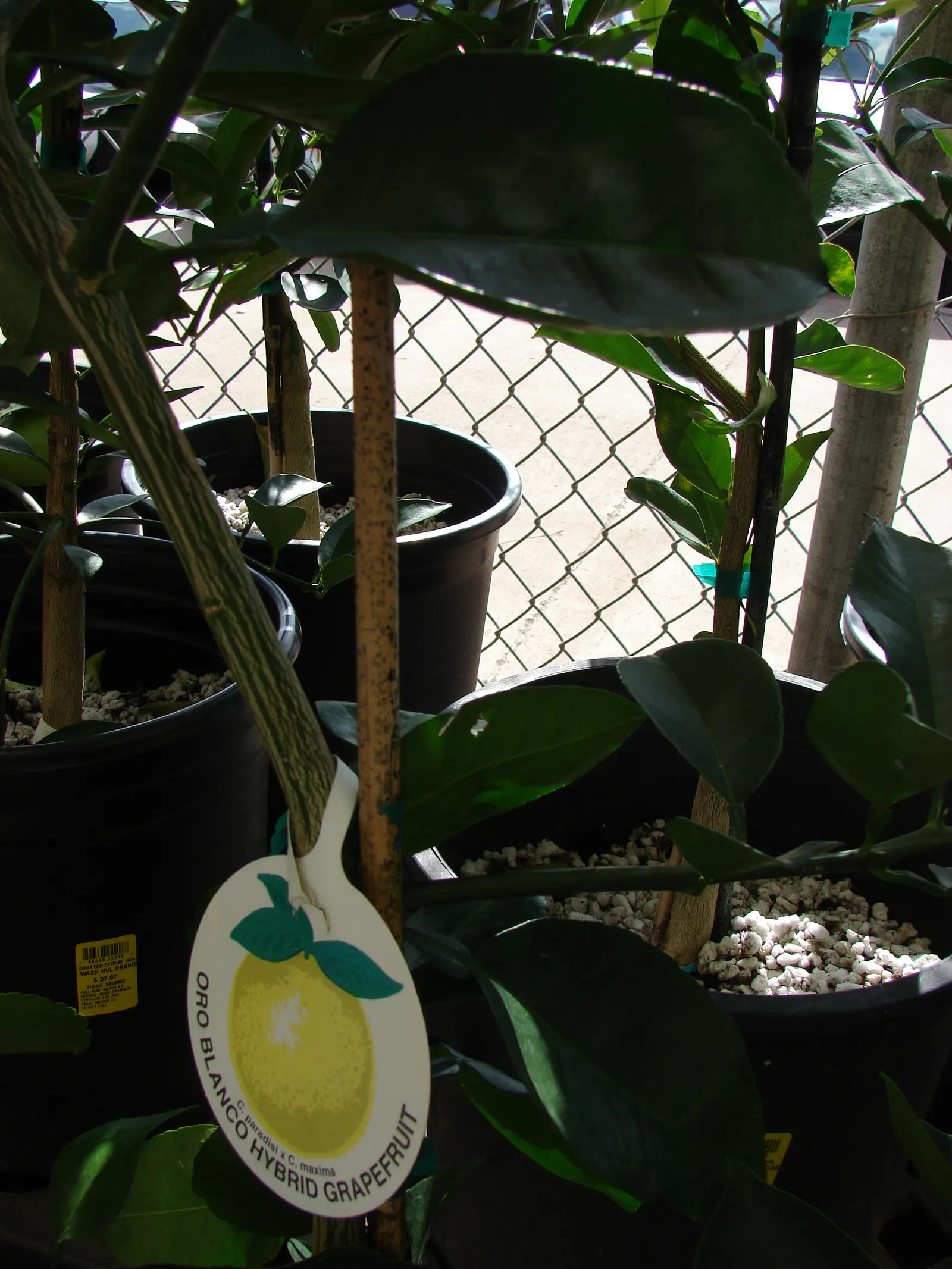 Grapefruit (Citrus X Paradisi) — appreciating full sun exposure and well-draining soil; while it can tolerate a range of soil types