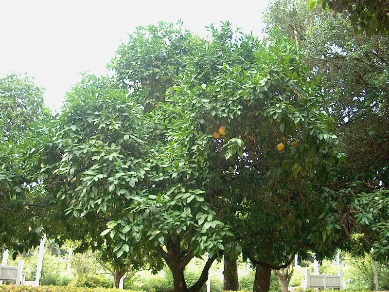 Grapefruit (Citrus X Paradisi) — or ruby hues.<br><br>Incorporating a grapefruit tree into a garden provides a striking visual element; it requires full sun