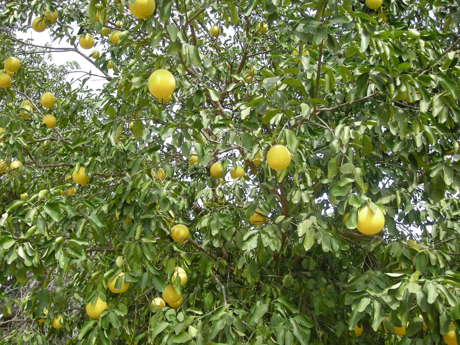 Grapefruit (Citrus X Paradisi) — ensuring proper soil pH between 6.0 and 7.0 will promote vigorous growth and fruit production